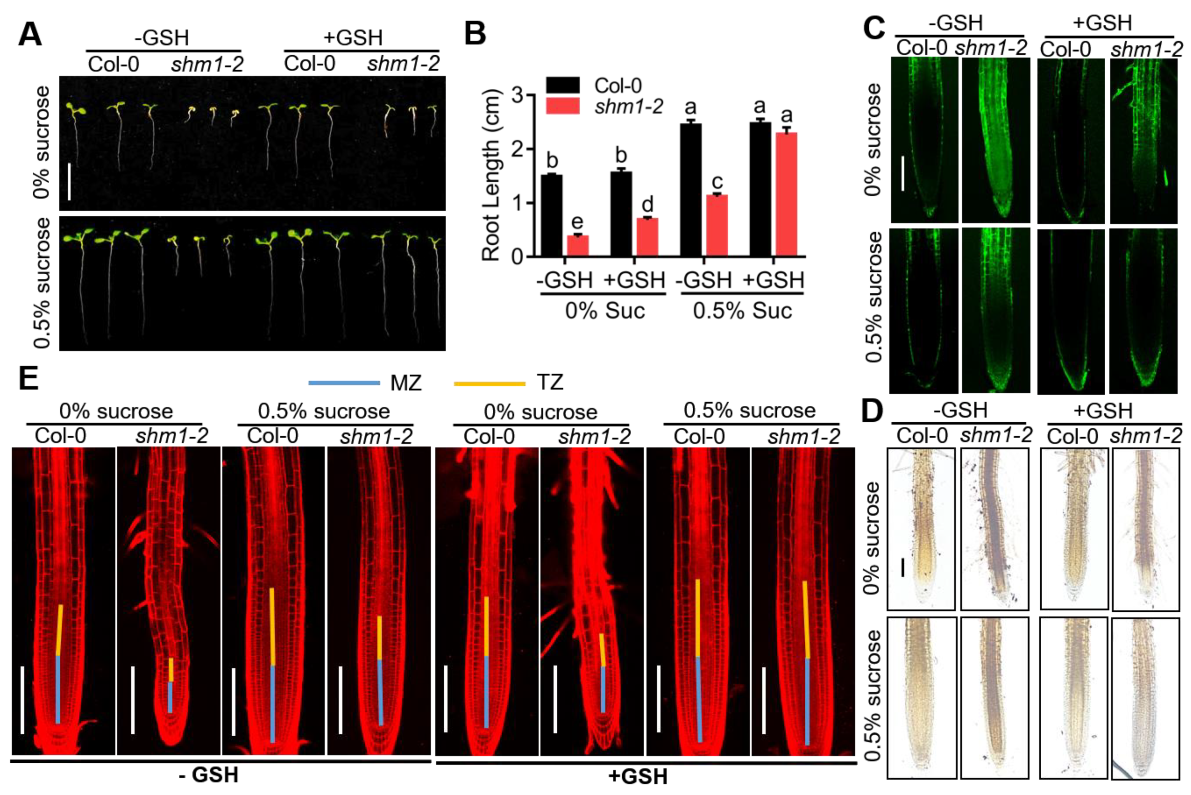 Ijms 23 04540 g006 Ijms 23 04540 g006