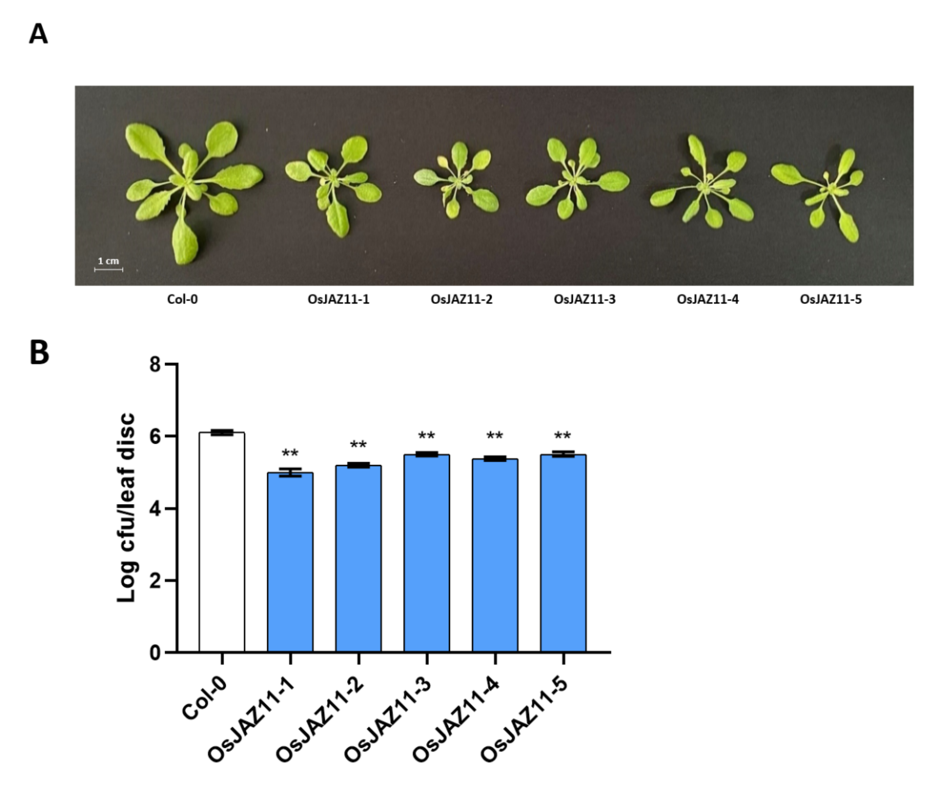 Ijms 23 04581 g004 Ijms 23 04581 g004