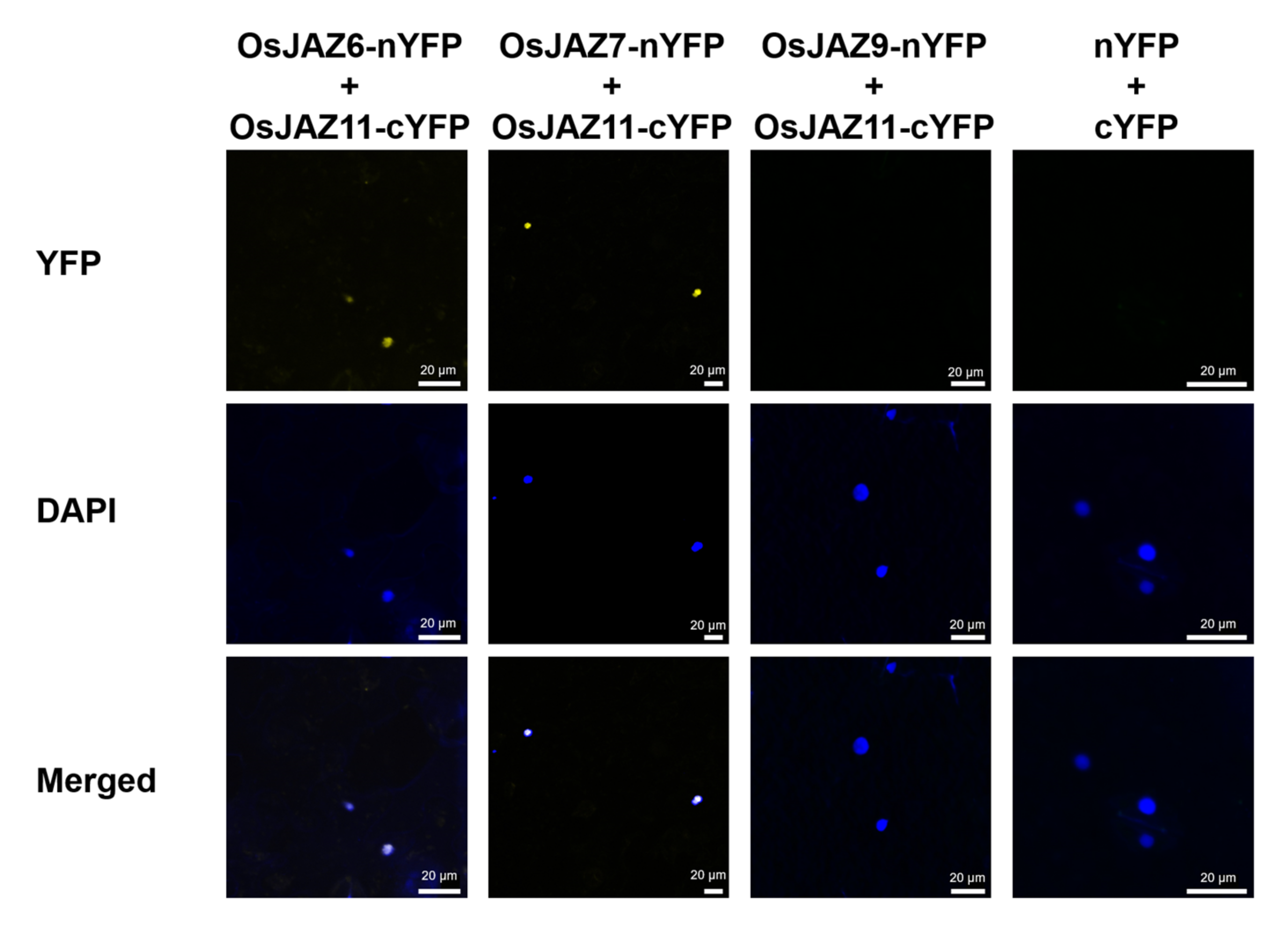 Ijms 23 04581 g005 Ijms 23 04581 g005