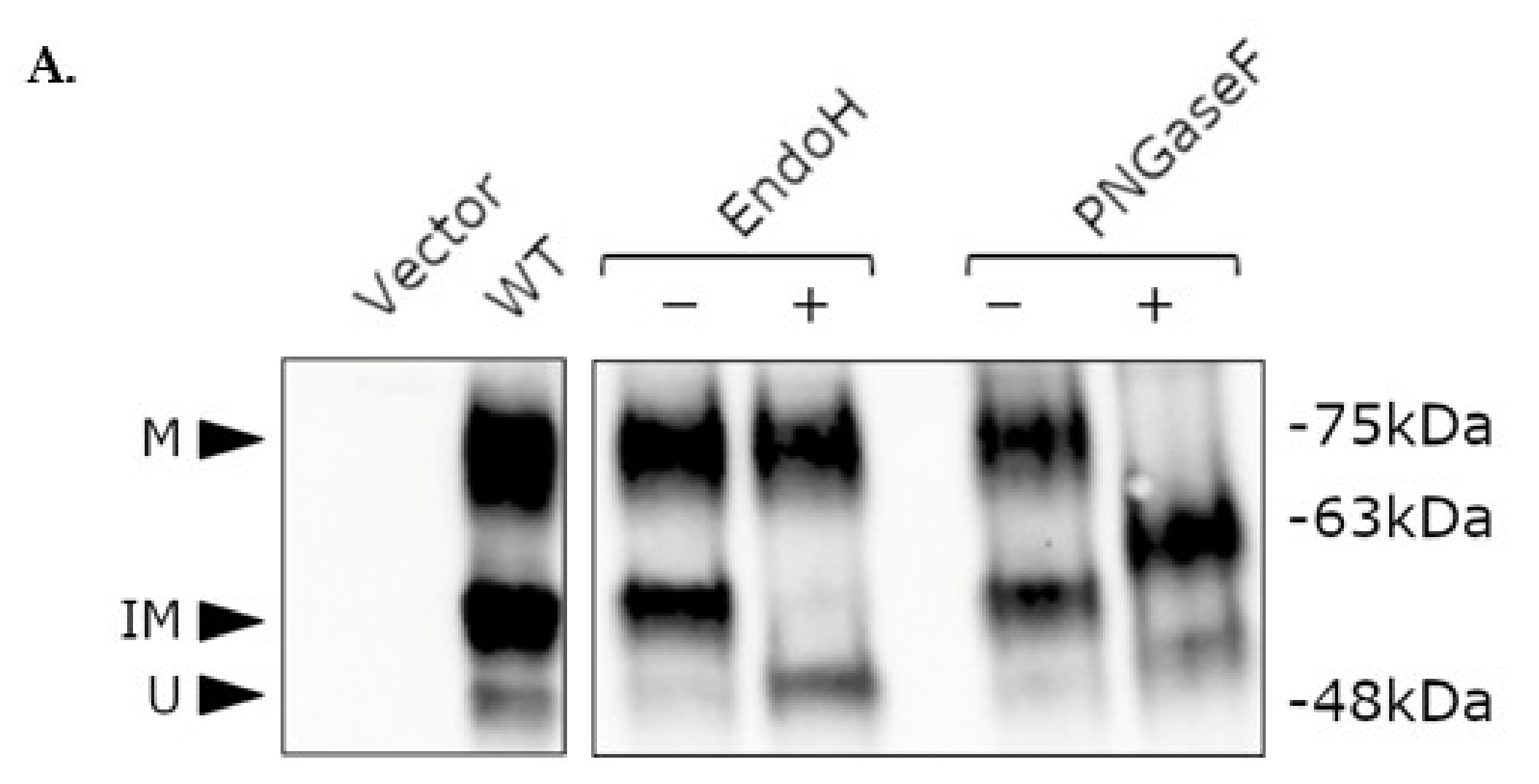 Ijms 23 04587 g005a Ijms 23 04587 g005a