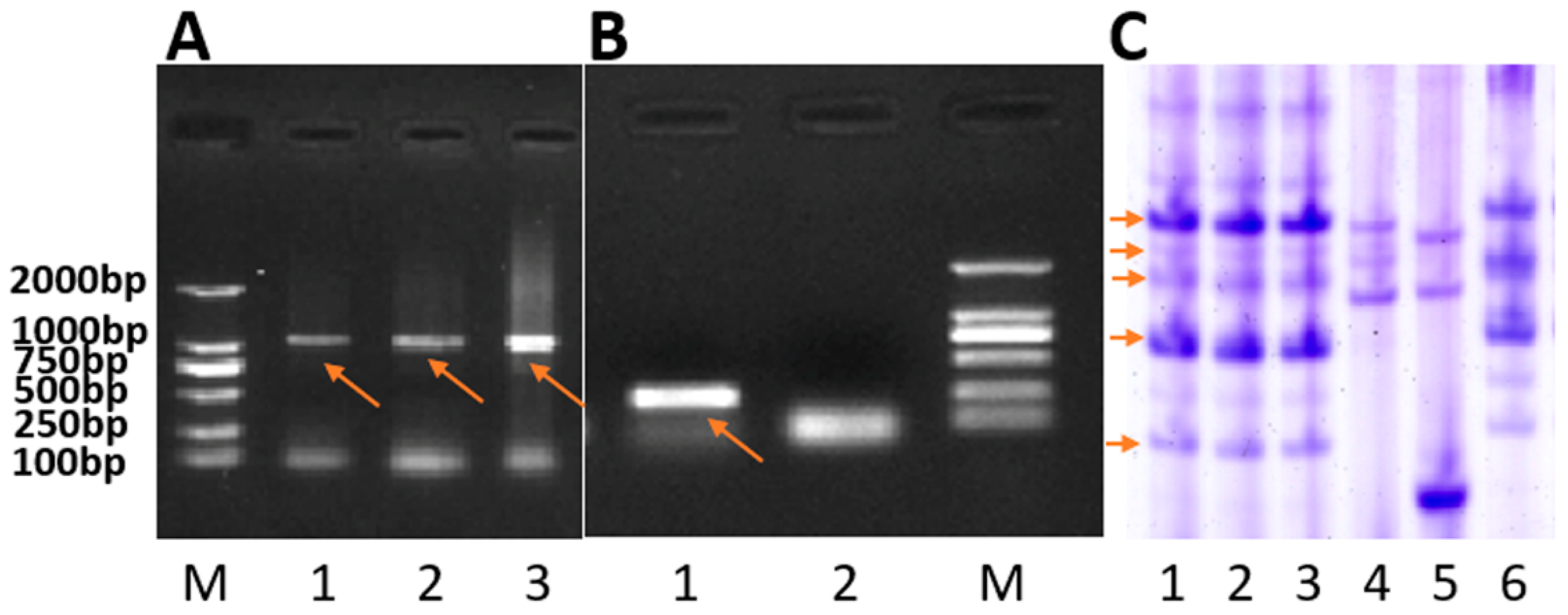 Ijms 23 04626 g002 550