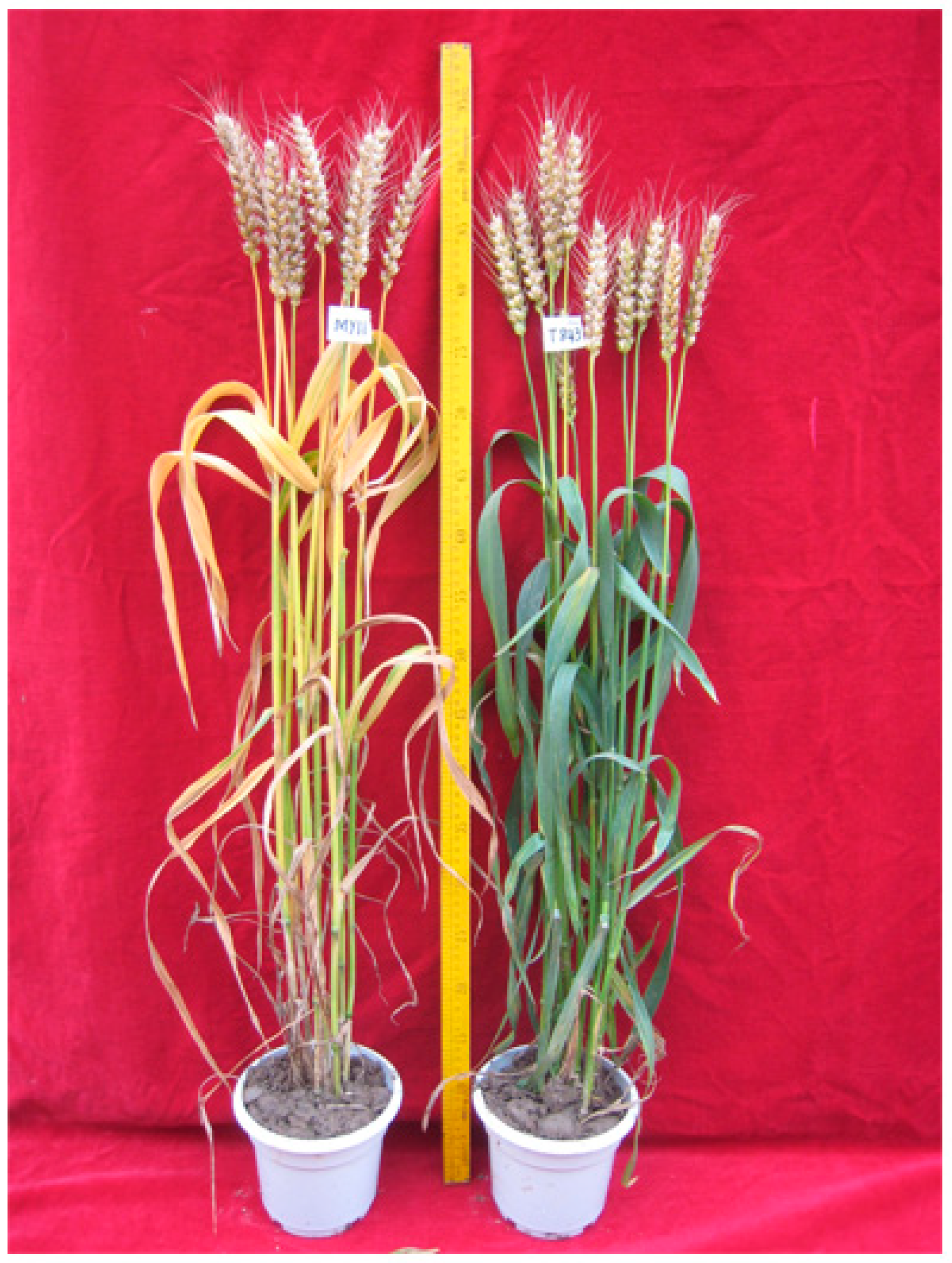 Ijms 23 04626 g004 550