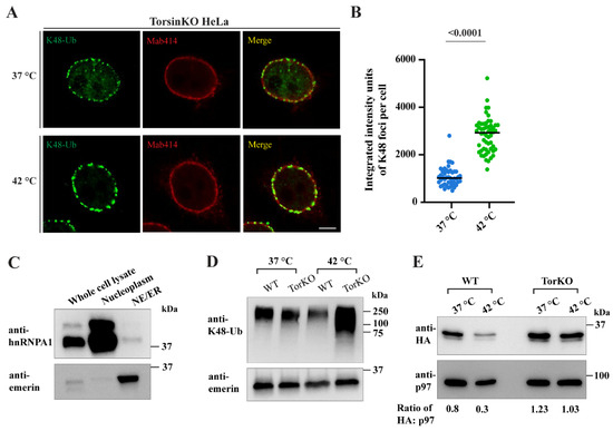 p97/UBXD1 Generate Ubiquitylated Proteins That Are