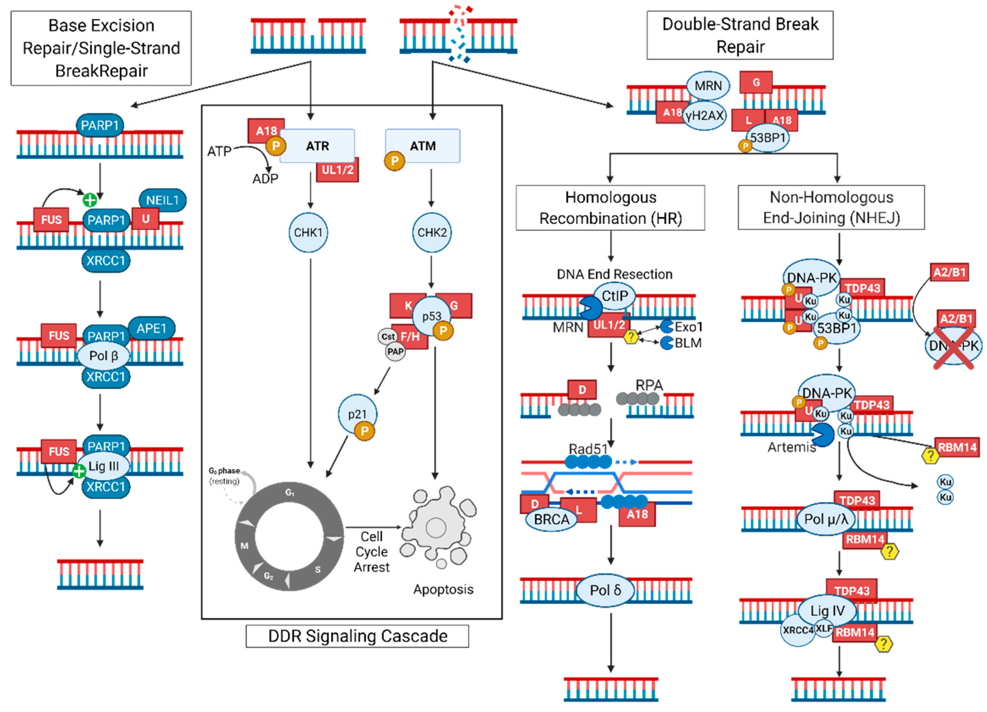 IJMS | Free Full-Text | DNA Double-Strand as Pathogenic Lesions in Neurological Disorders