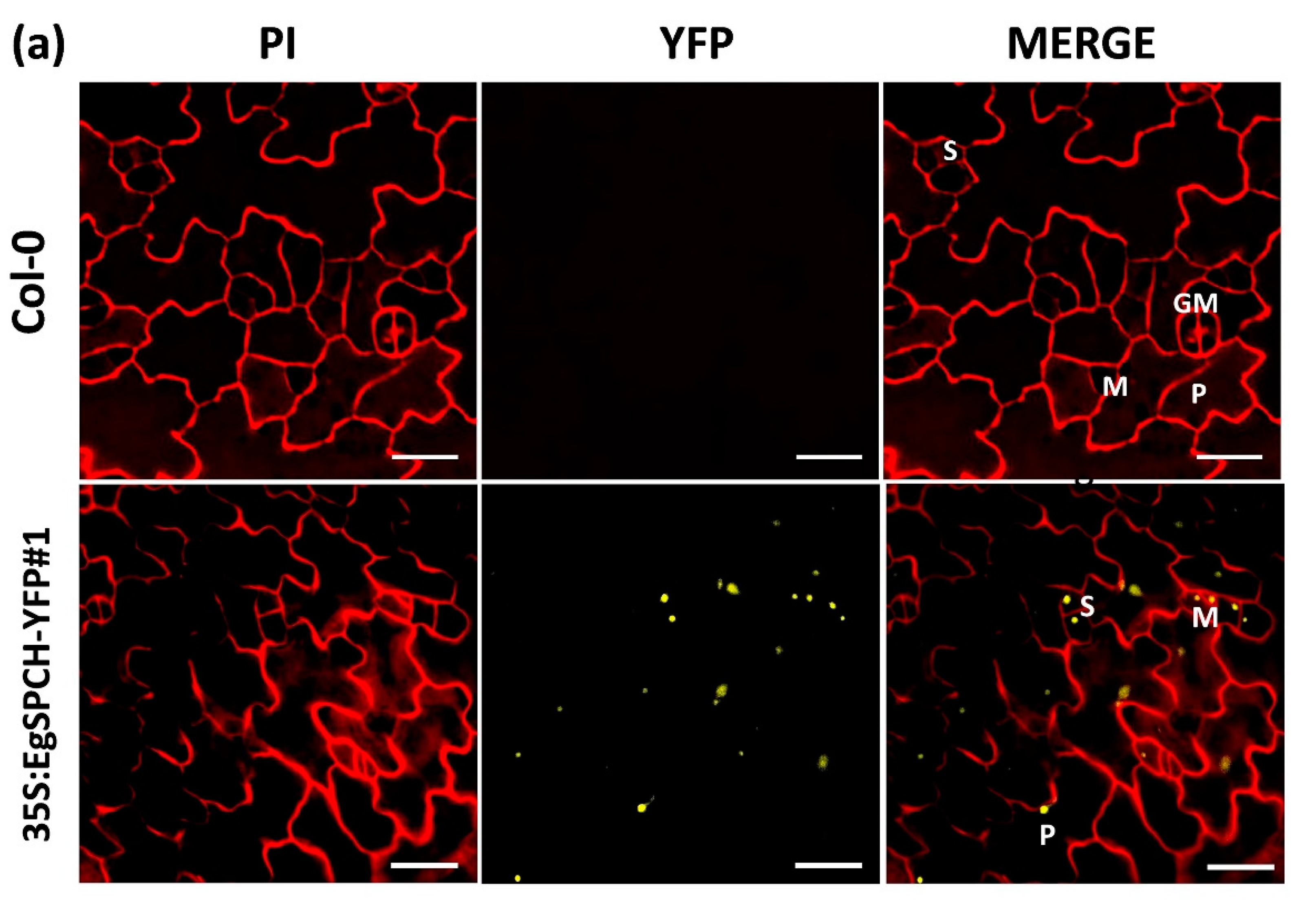 Ijms 23 04659 g005a 550