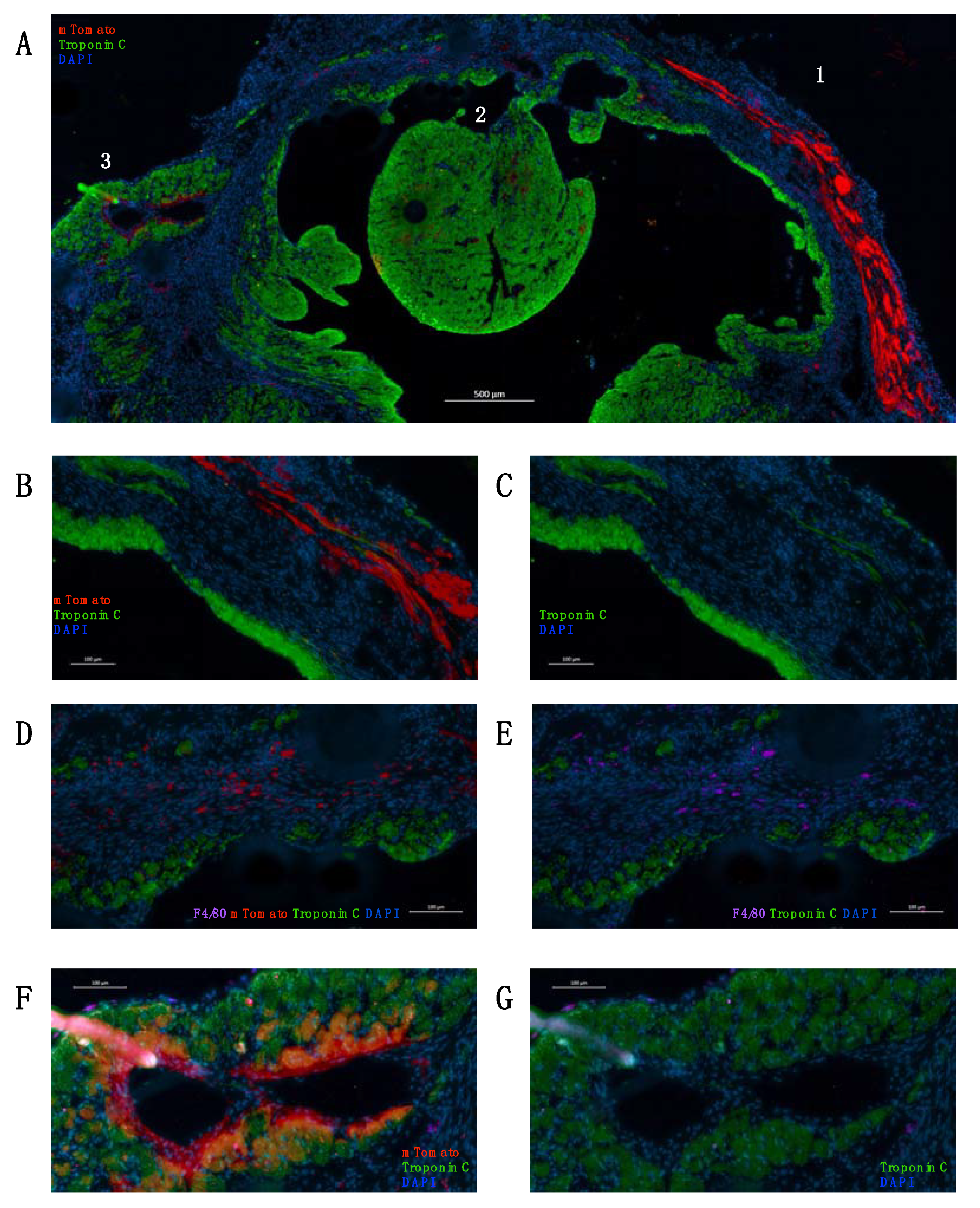 Ijms 23 04661 g005 550