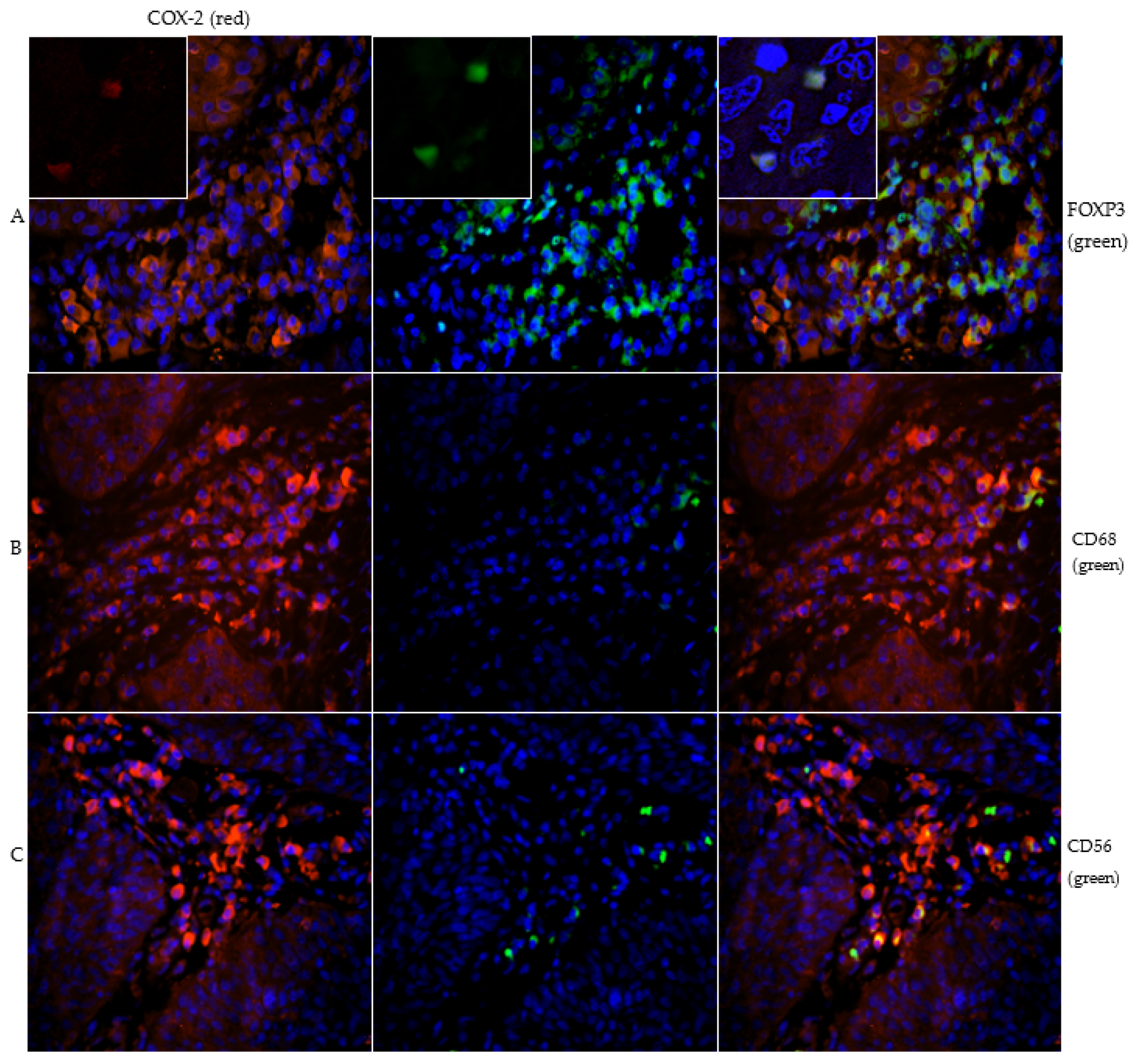 Ijms 23 04662 g002 Ijms 23 04662 g002