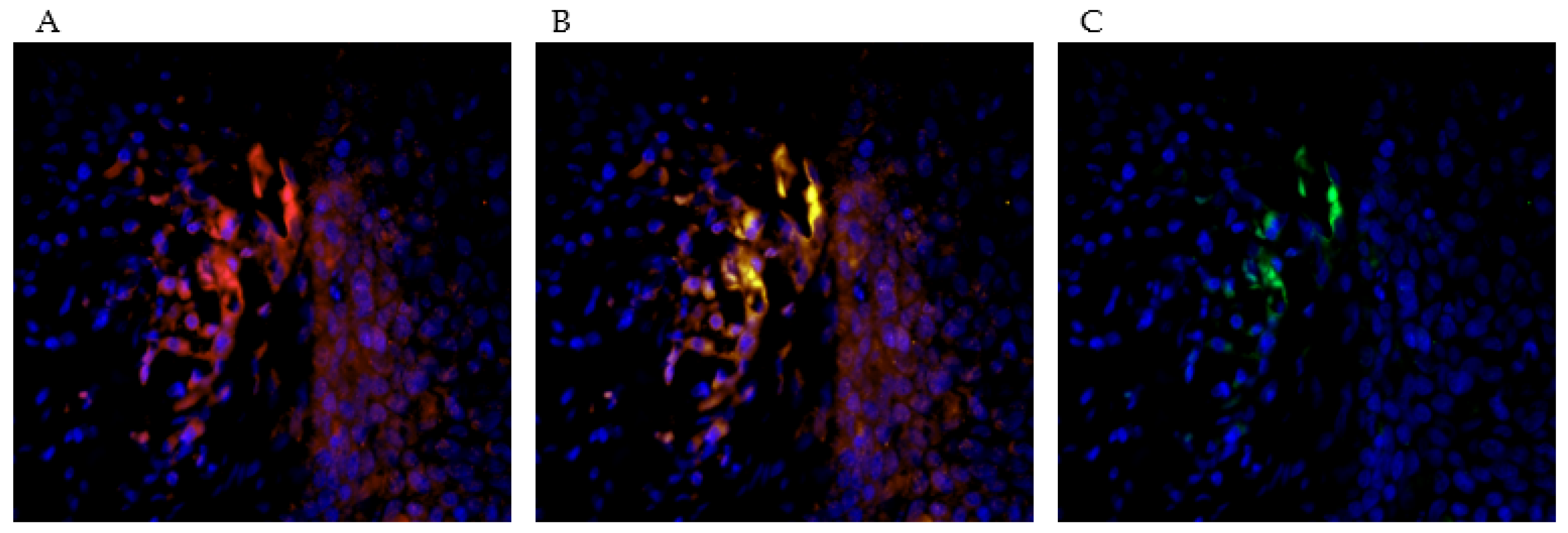 Ijms 23 04662 g004 Ijms 23 04662 g004