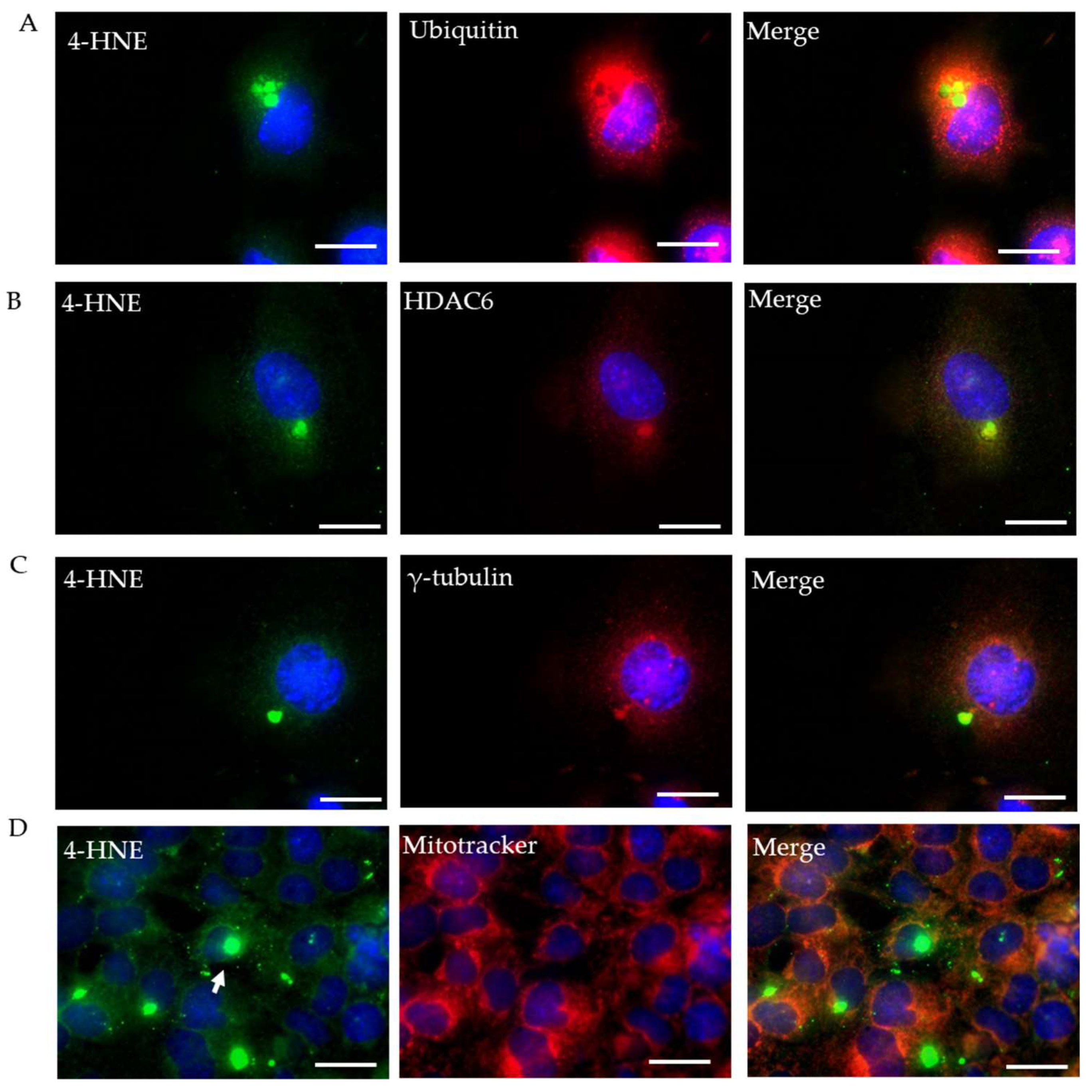 Ijms 23 04675 g003 550