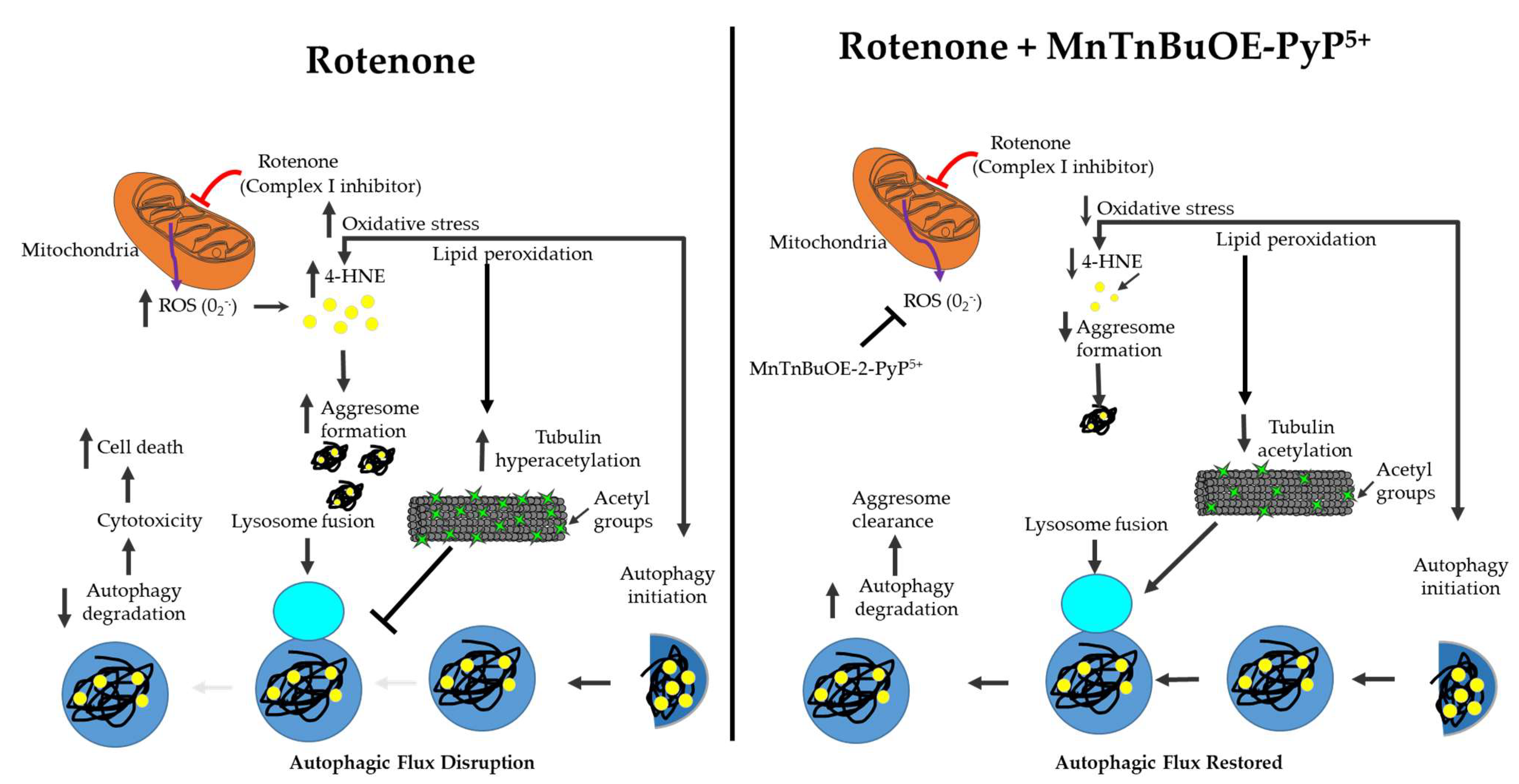 Ijms 23 04675 g008 550