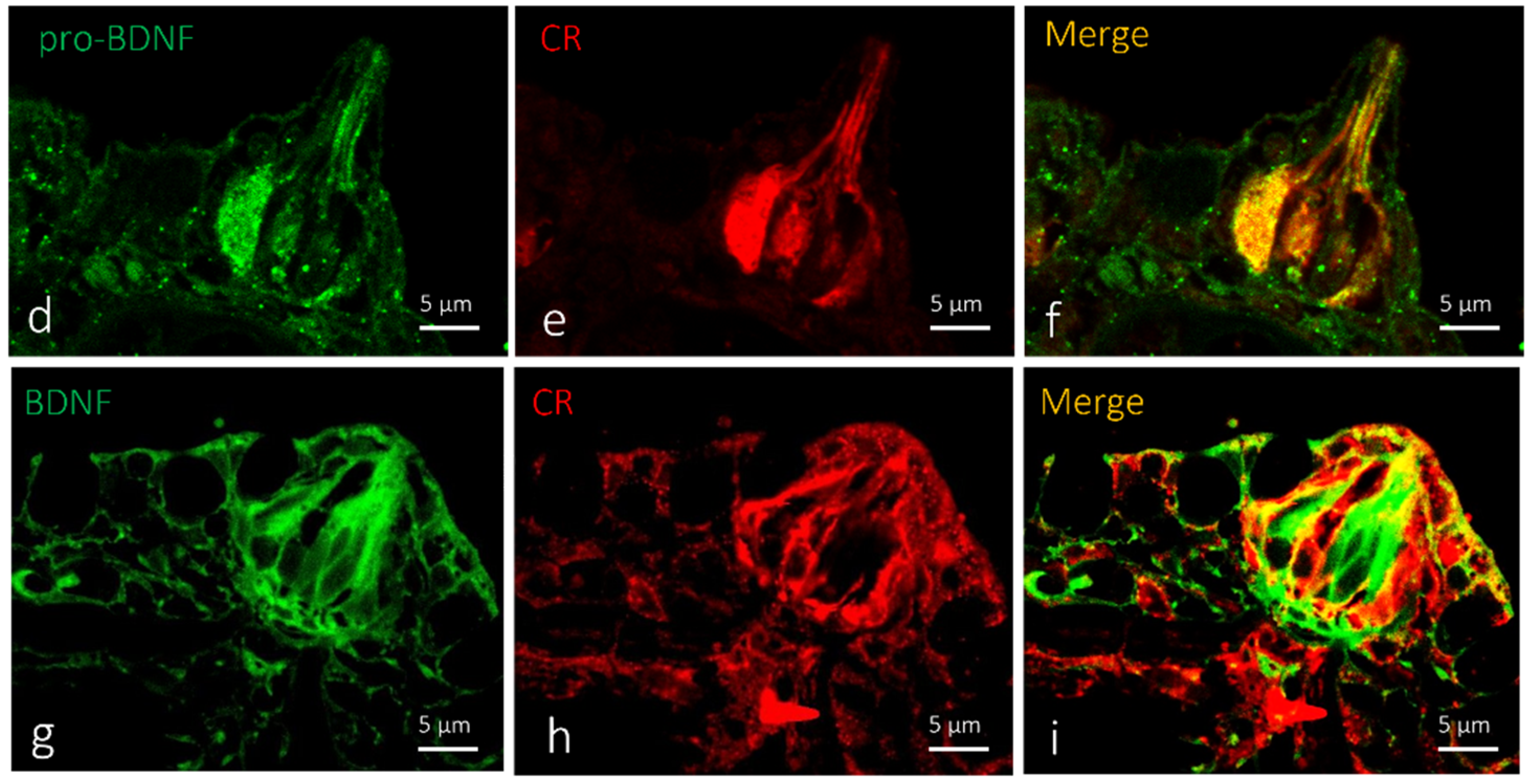 Ijms 23 04696 g007b Ijms 23 04696 g007b