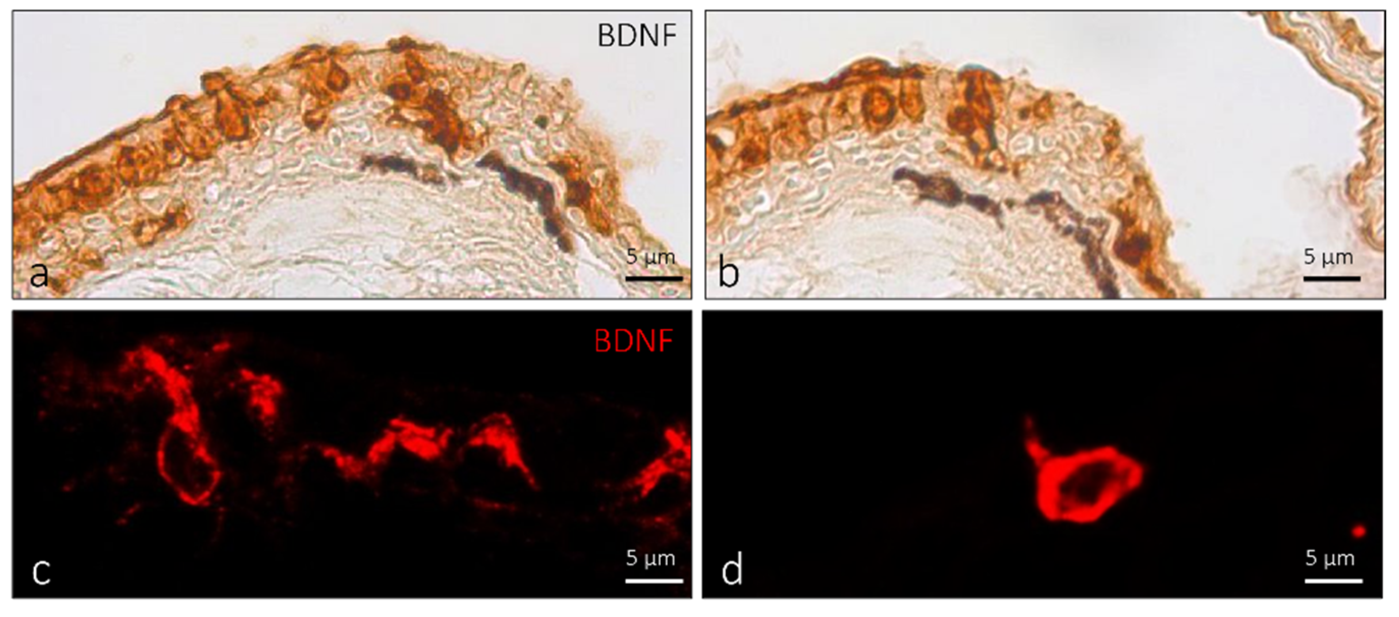 Ijms 23 04696 g008 Ijms 23 04696 g008