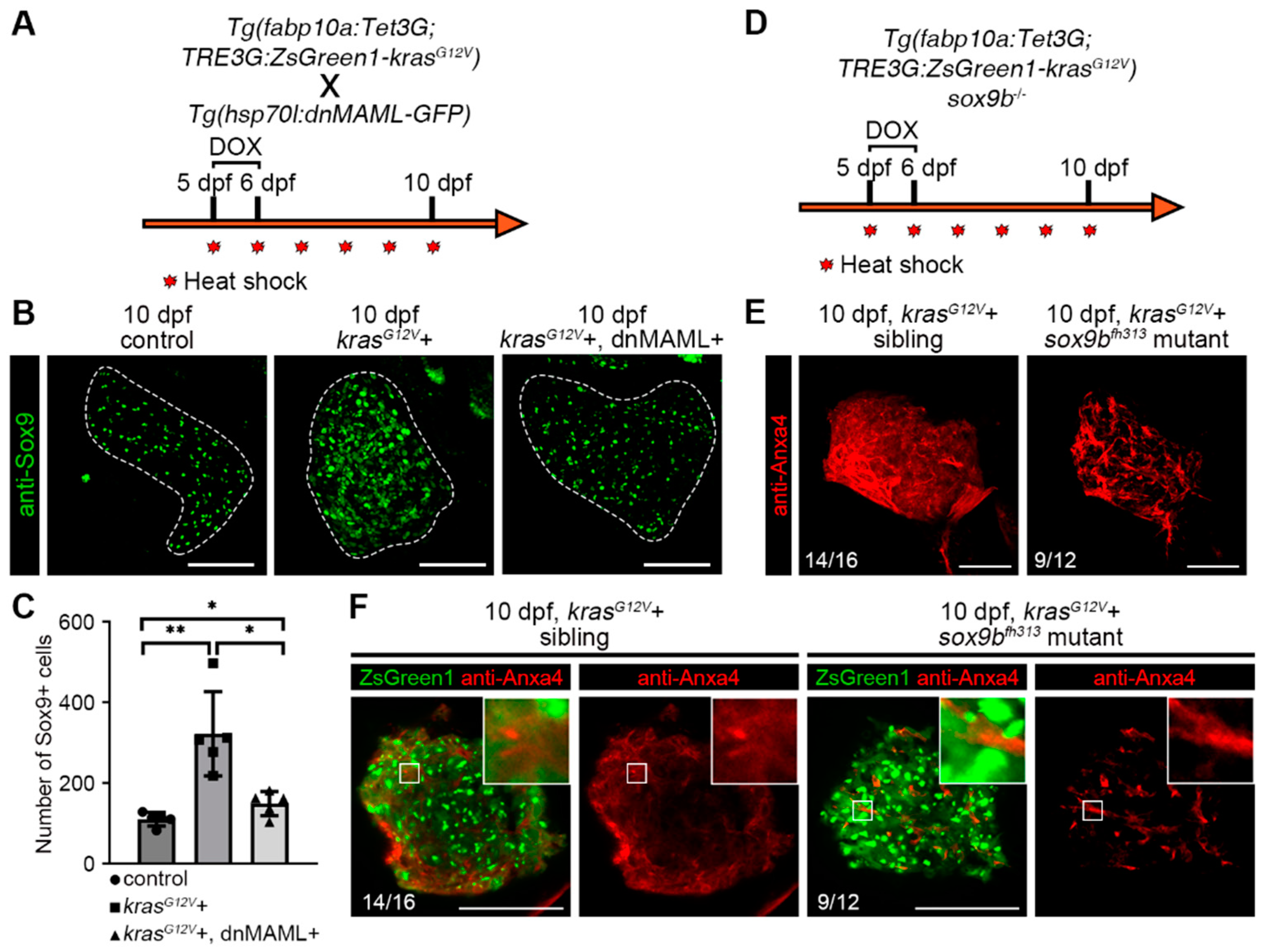 Ijms 23 04705 g004 550