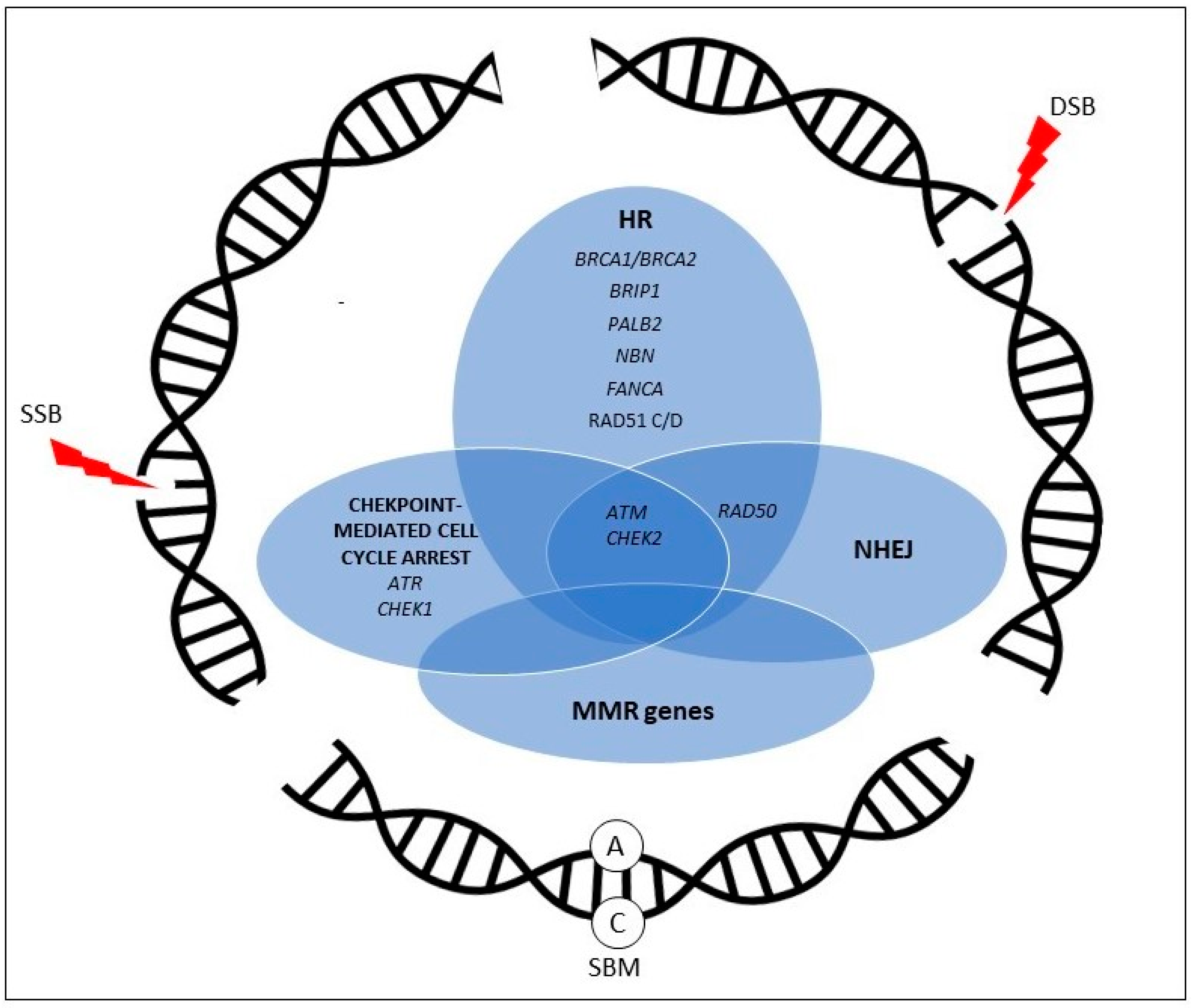 Beyond BRCA The Emerging Significance of DNA Damage Response and Personalized Treatment in Pancreatic and Prostate Cancer Patients