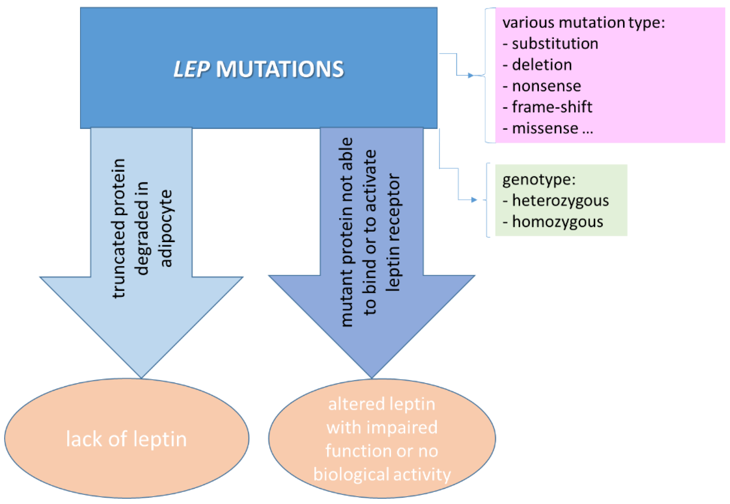 Ijms 23 04713 g005 Ijms 23 04713 g005