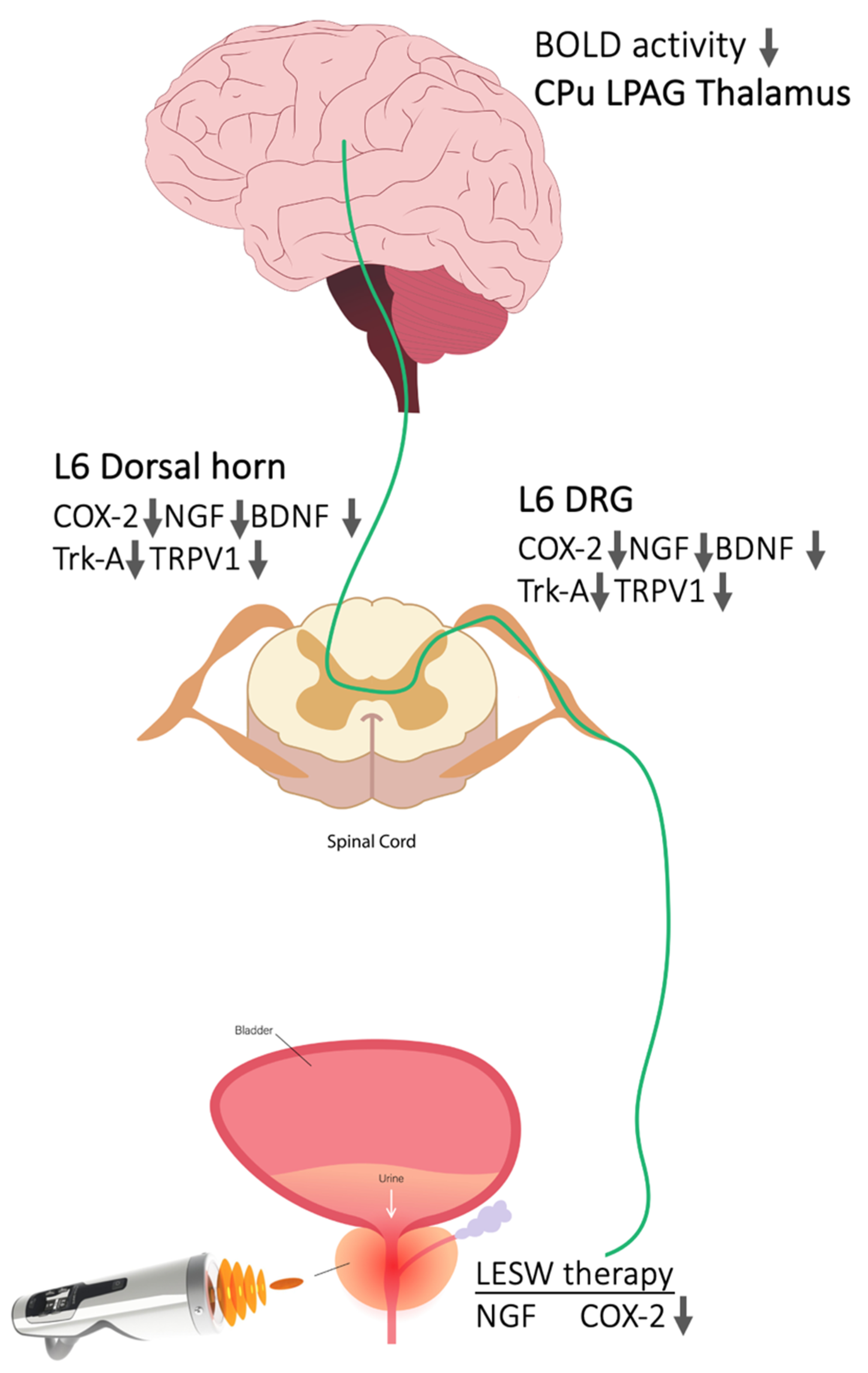 Ijms 23 04716 g007 550