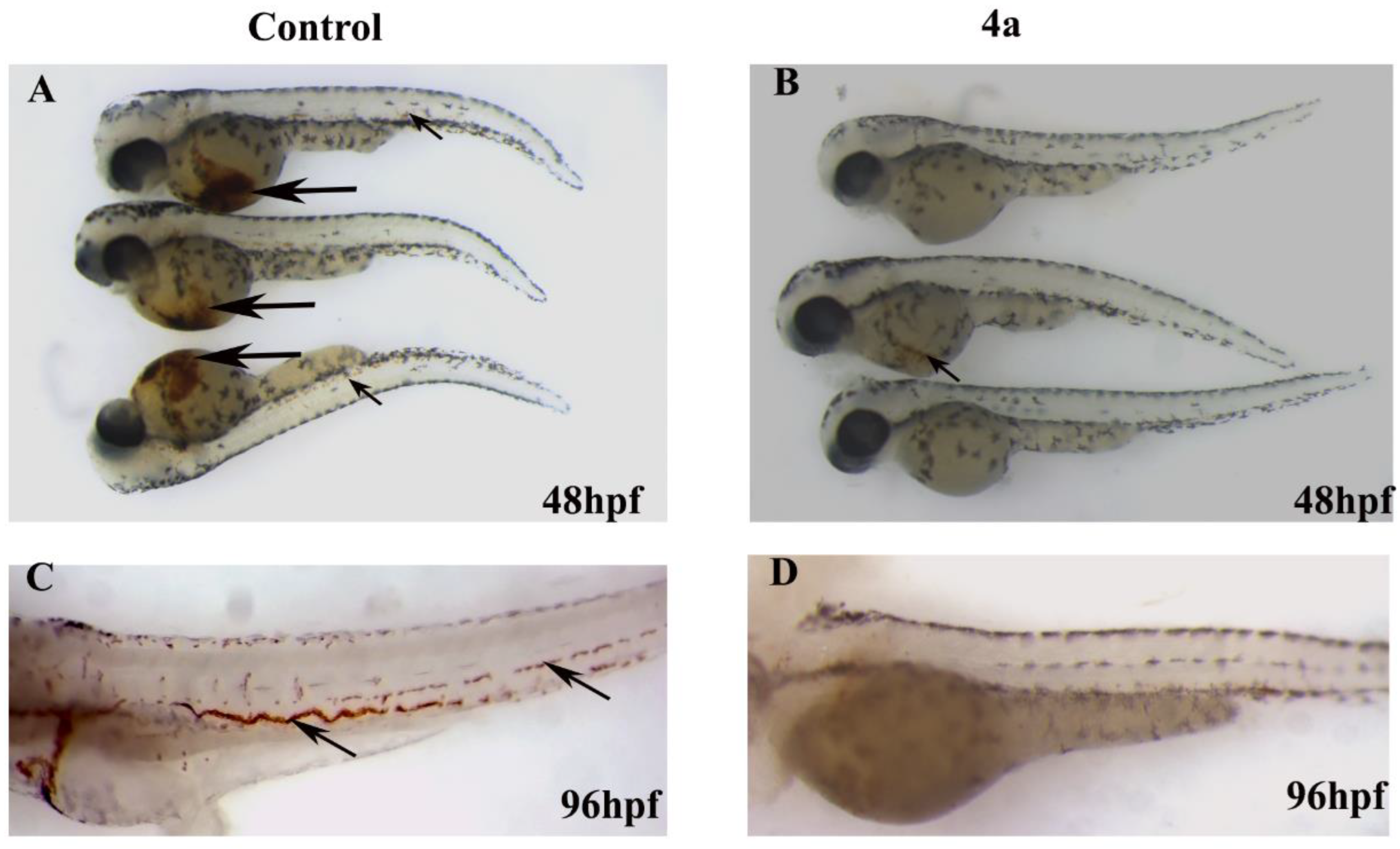 Ijms 23 04720 g009 550