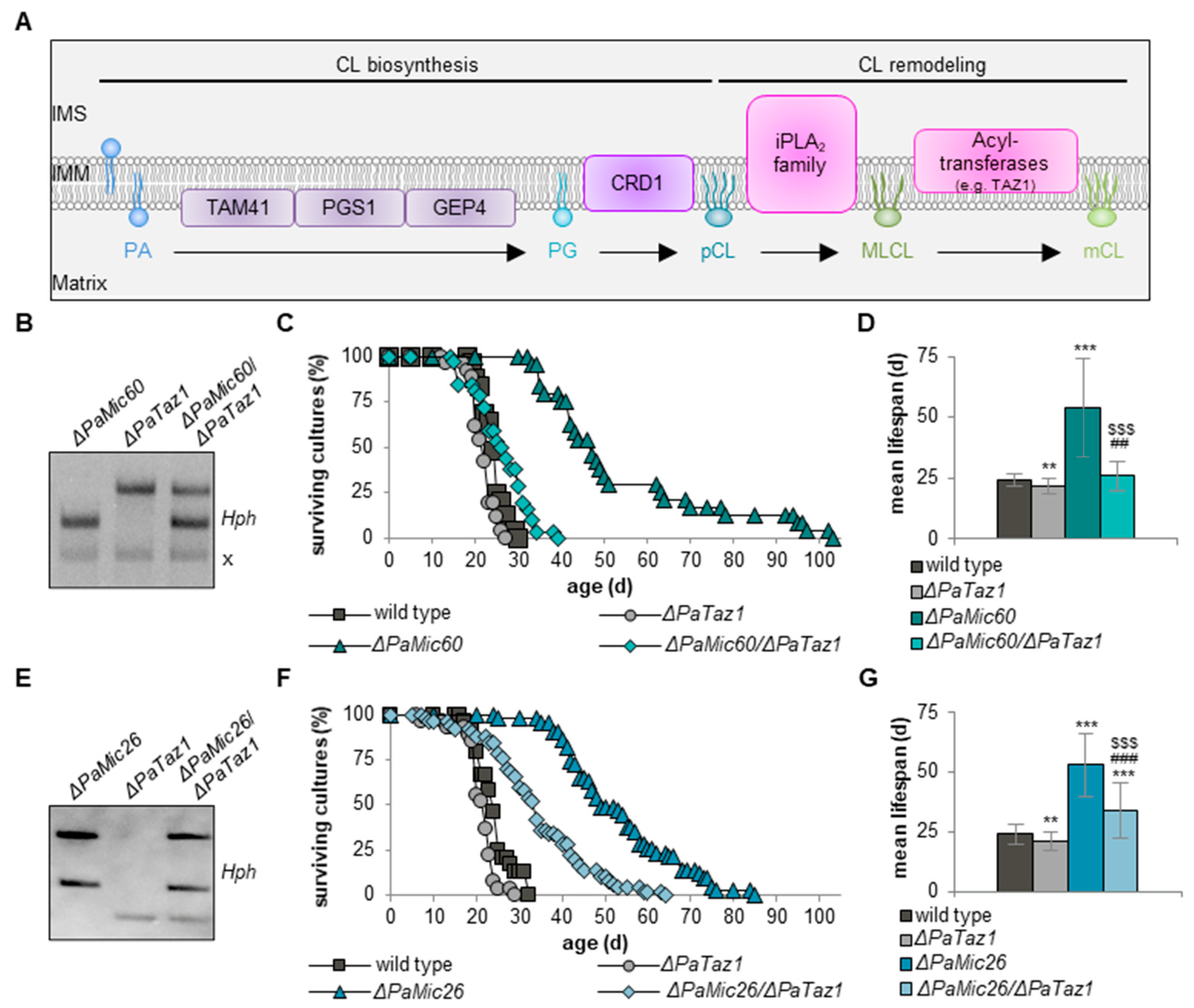 Ijms 23 04741 g003 550