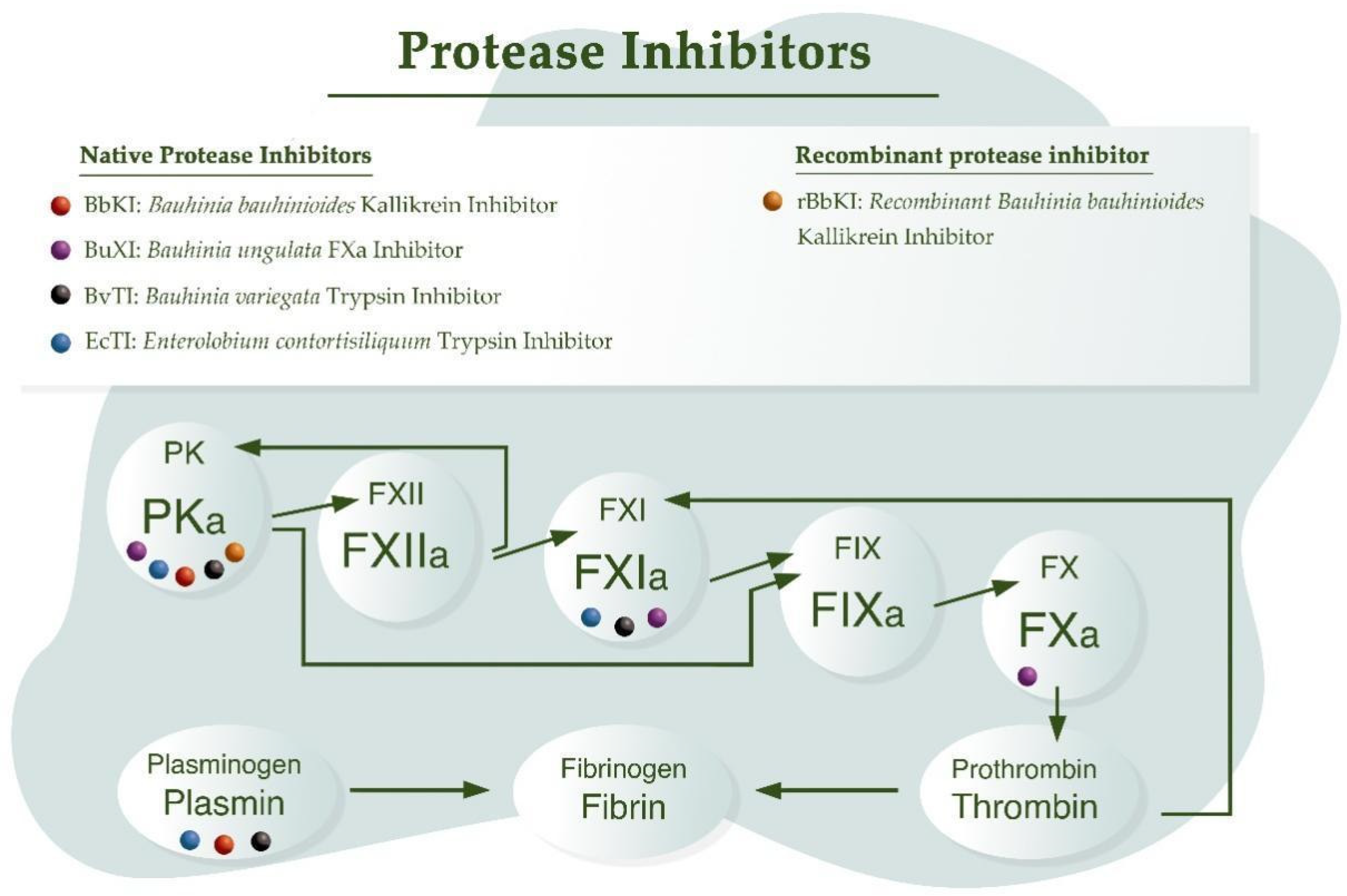 Ijms 23 04742 g003 Ijms 23 04742 g003