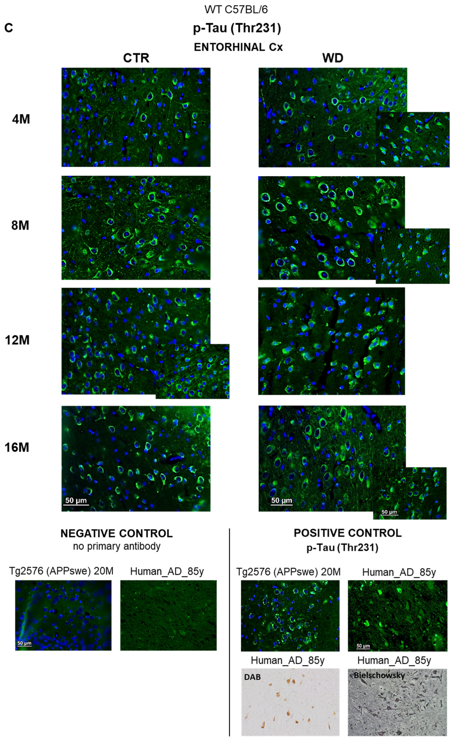 Ijms 23 04744 g002b Ijms 23 04744 g002b