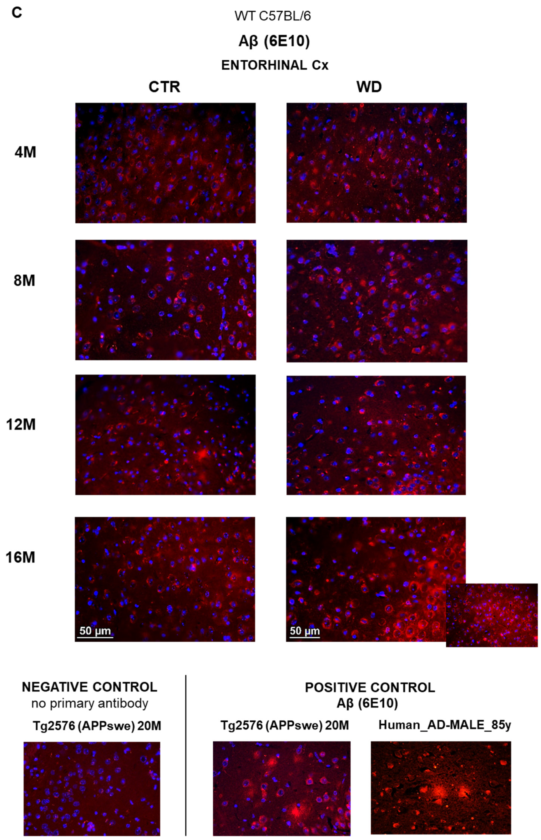 Ijms 23 04744 g004b Ijms 23 04744 g004b