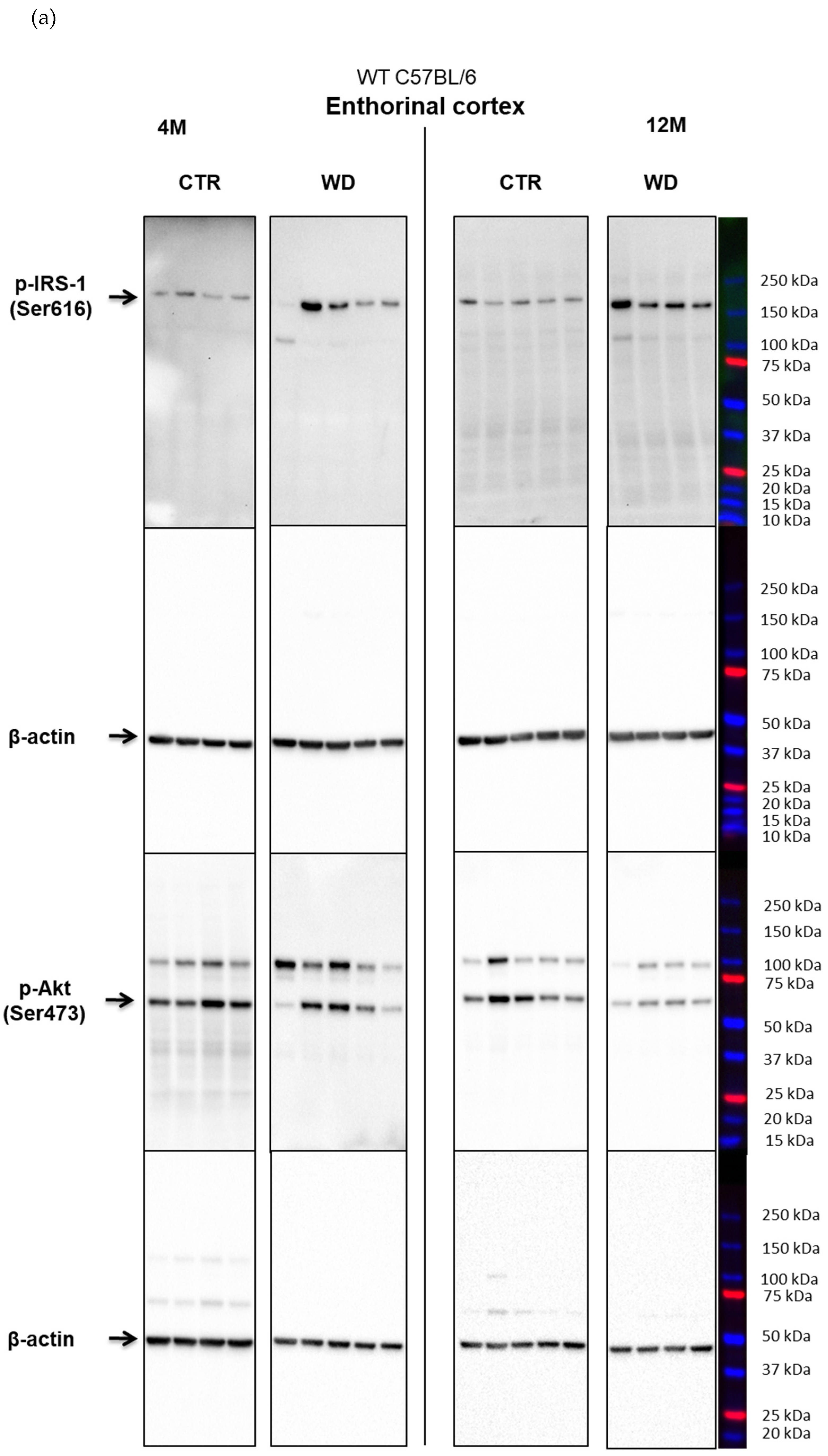 Ijms 23 04744 g0a1a Ijms 23 04744 g0a1a