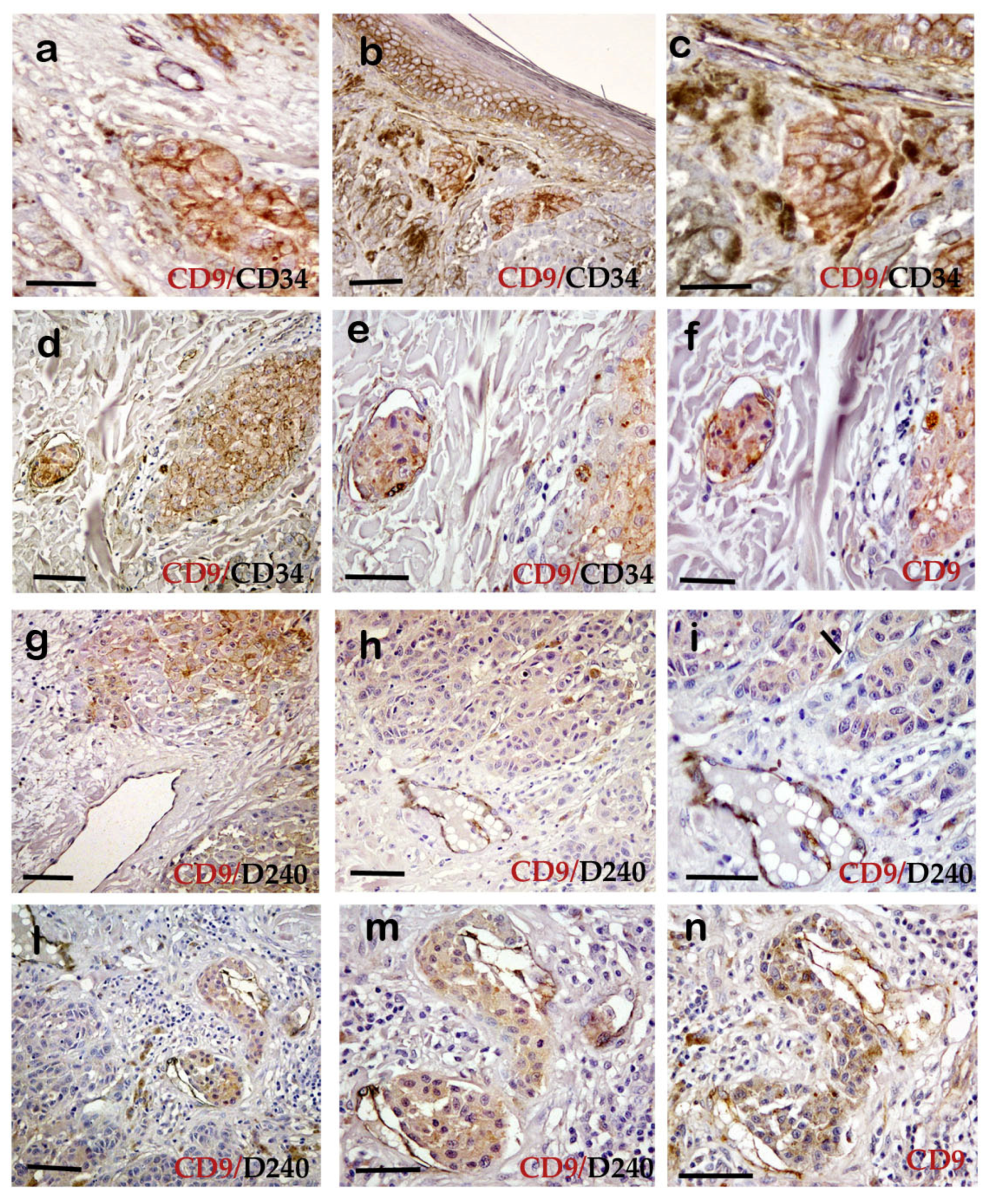 Ijms 23 04775 g004 550