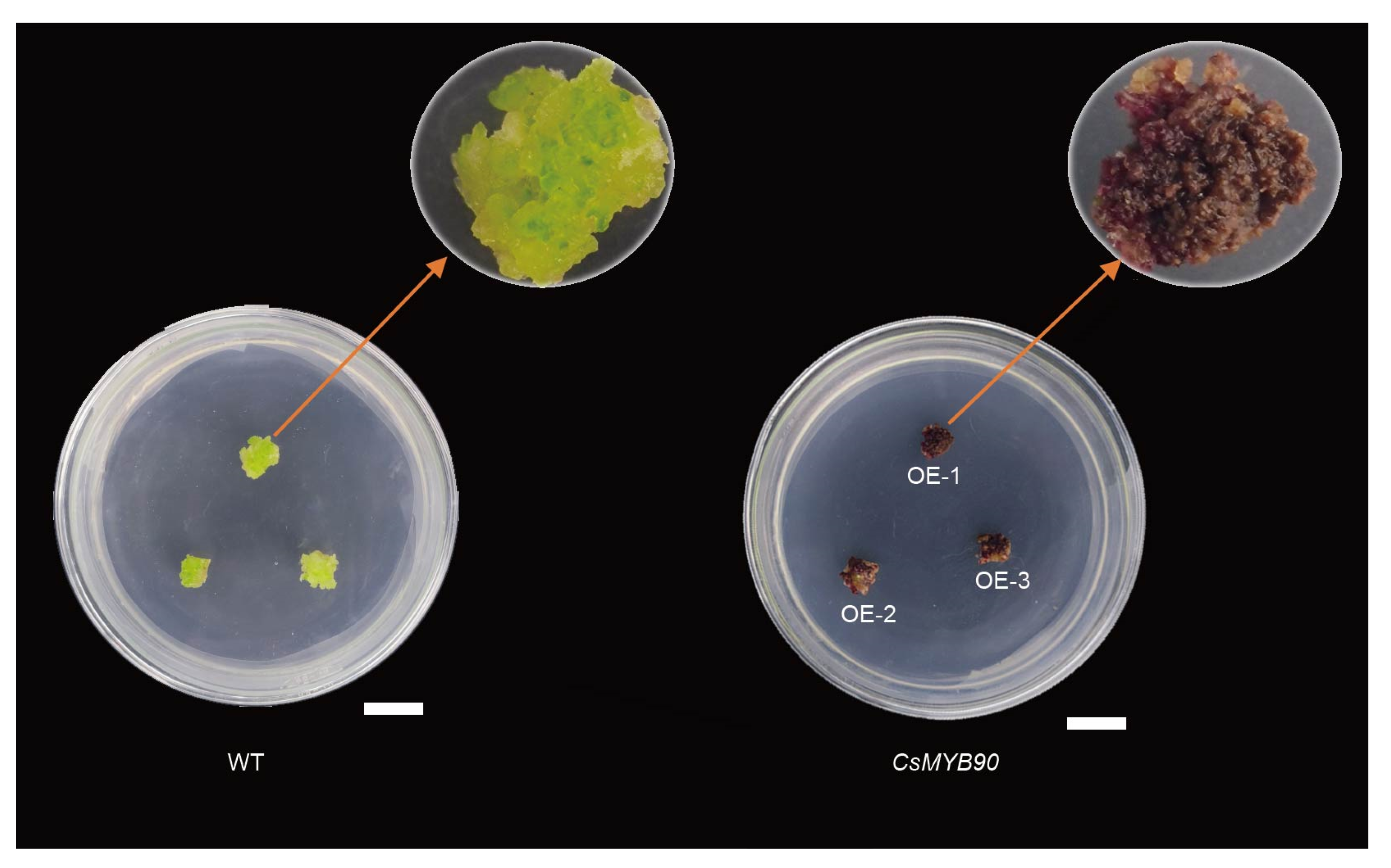 Ijms 23 04780 g007 550