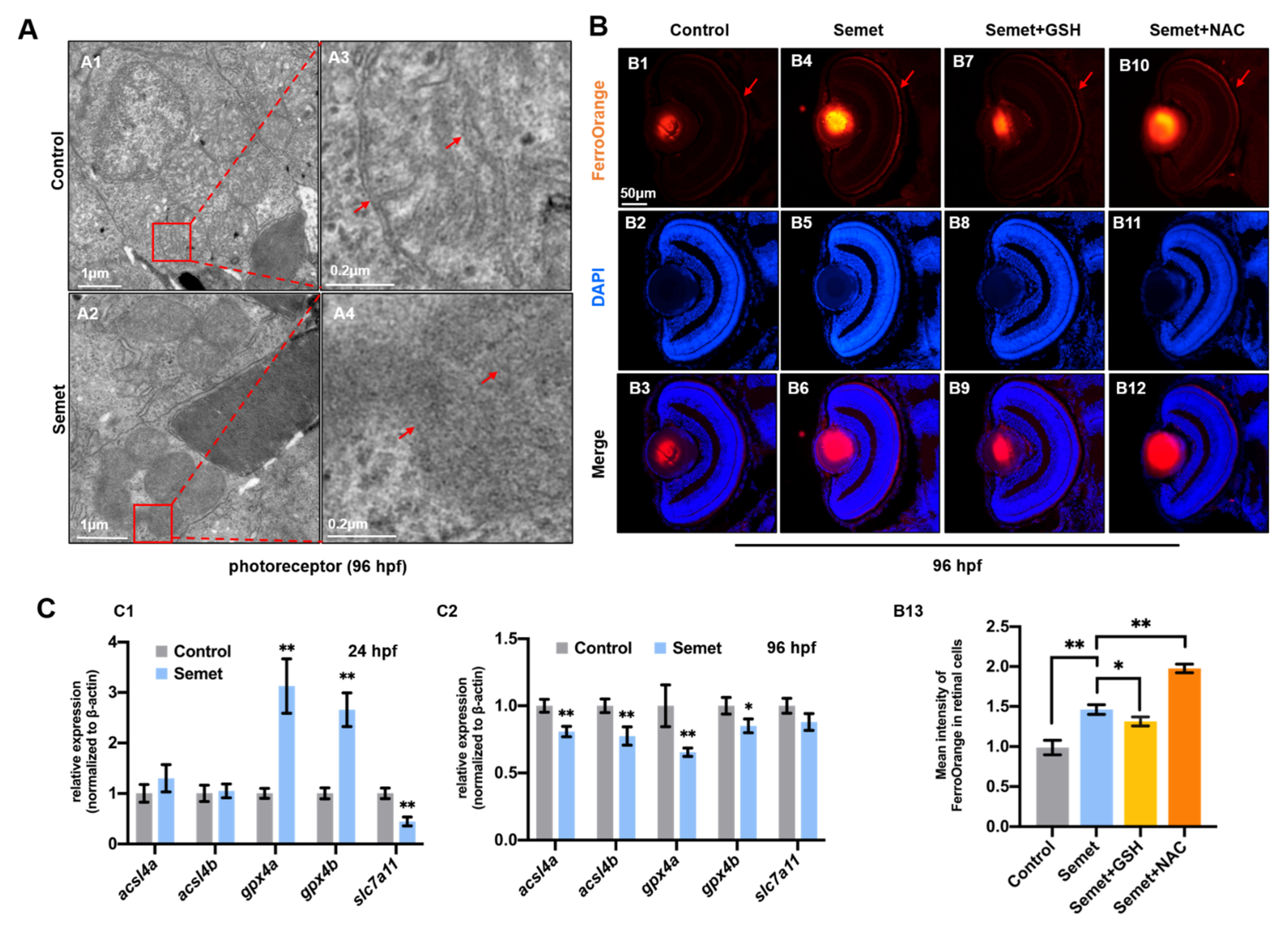 Ijms 23 04783 g004 550