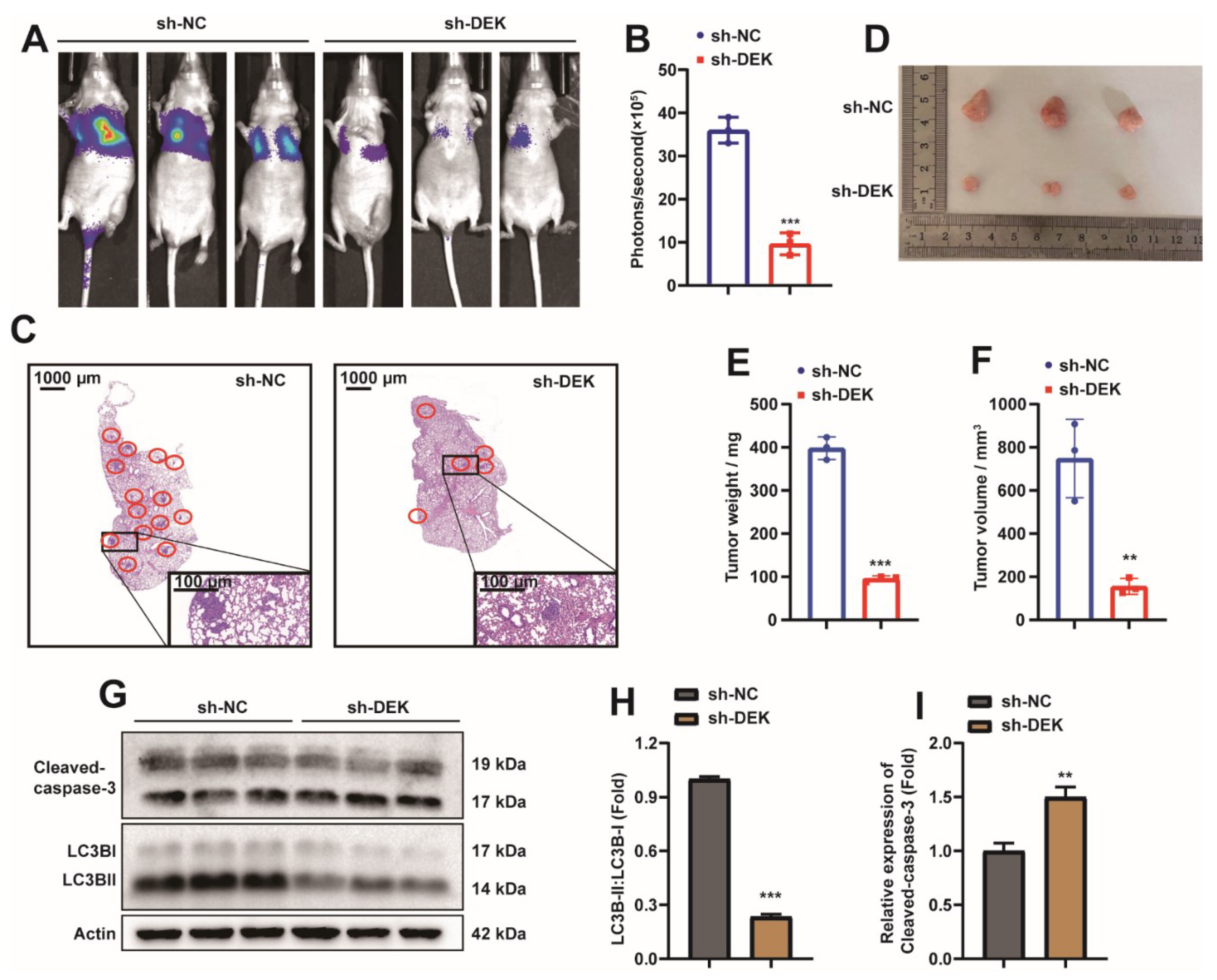 Ijms 23 04787 g002 Ijms 23 04787 g002