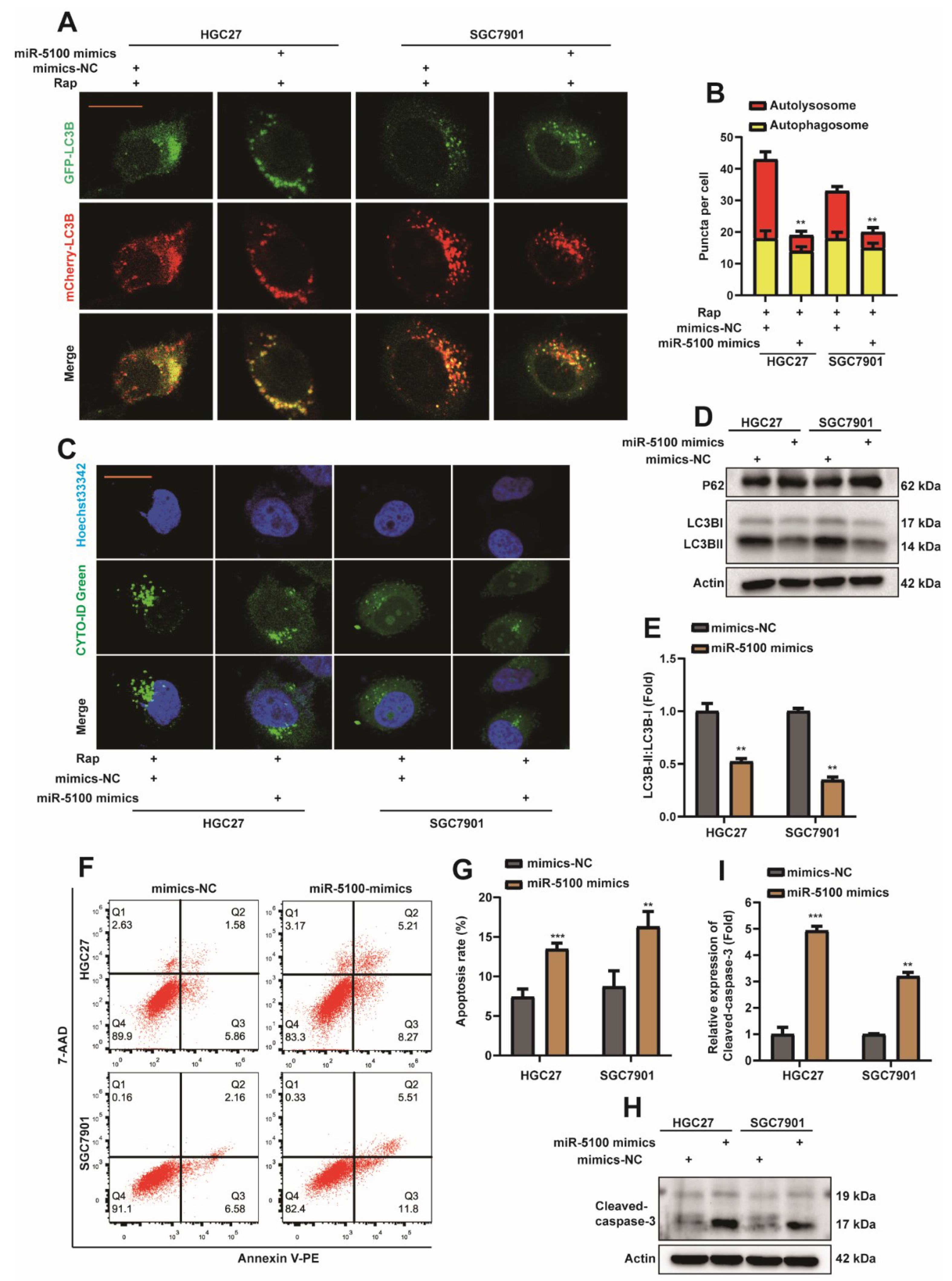 Ijms 23 04787 g005 Ijms 23 04787 g005