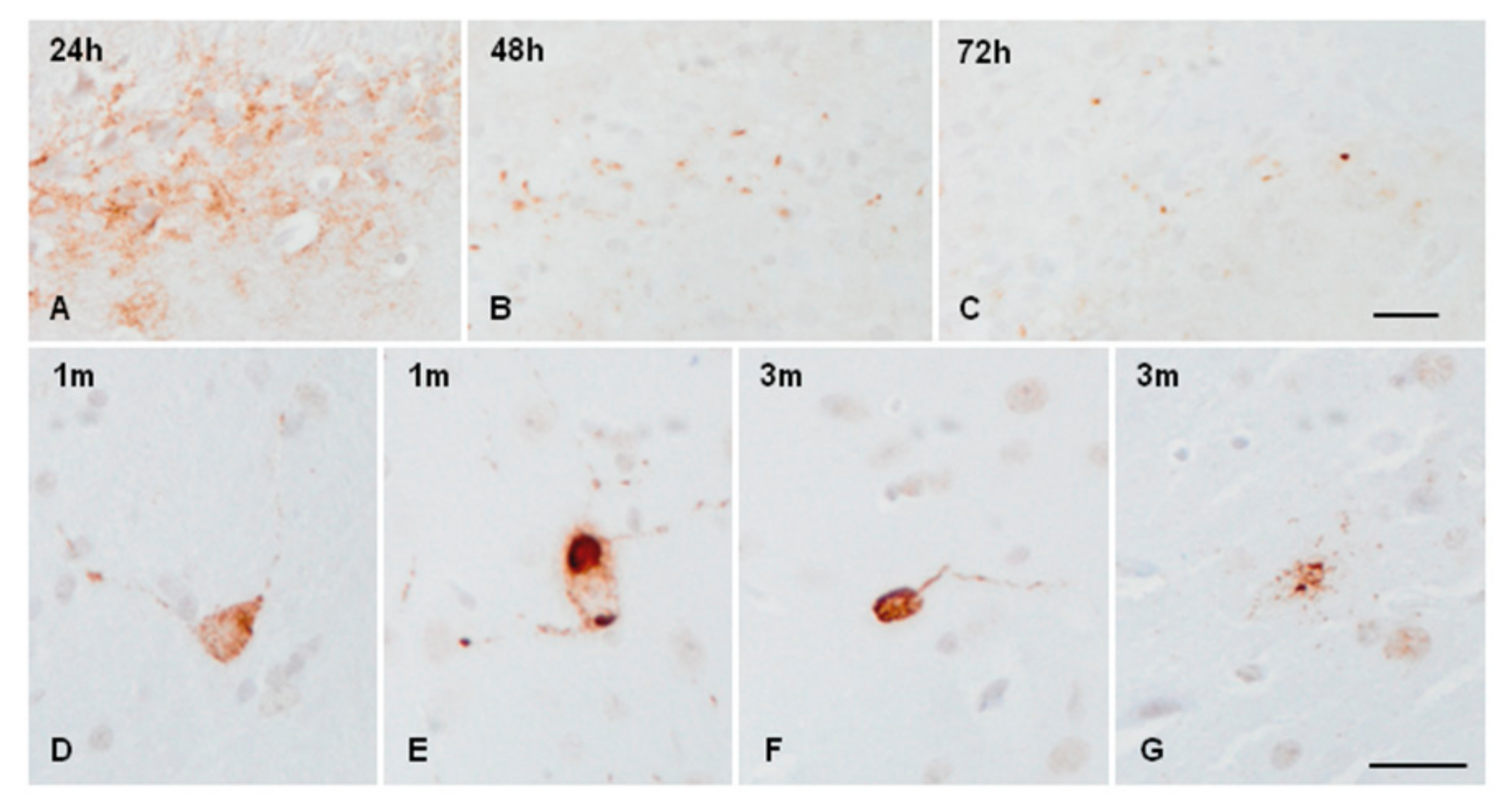 Ijms 23 04789 g004 550