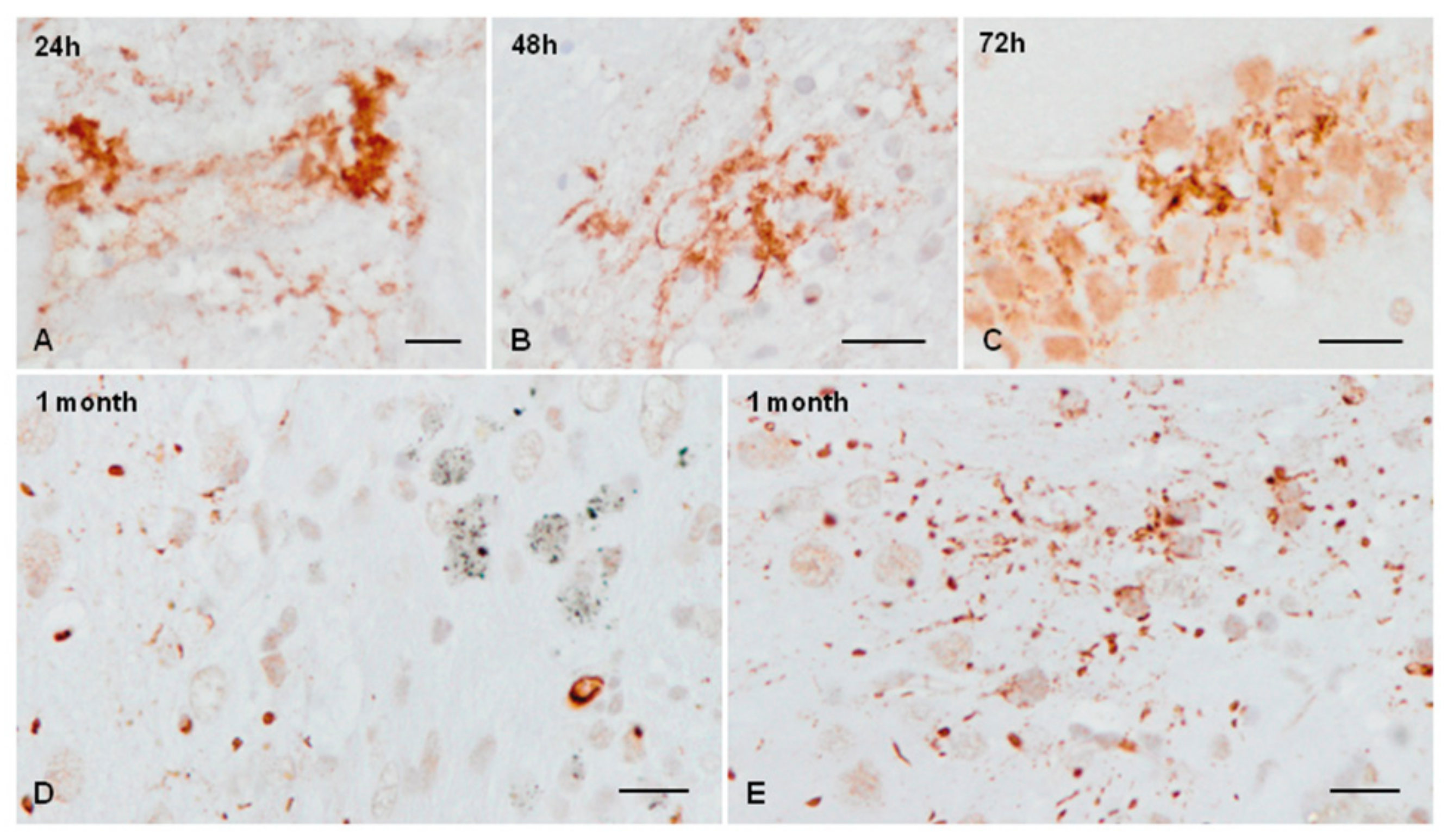 Ijms 23 04789 g005 550