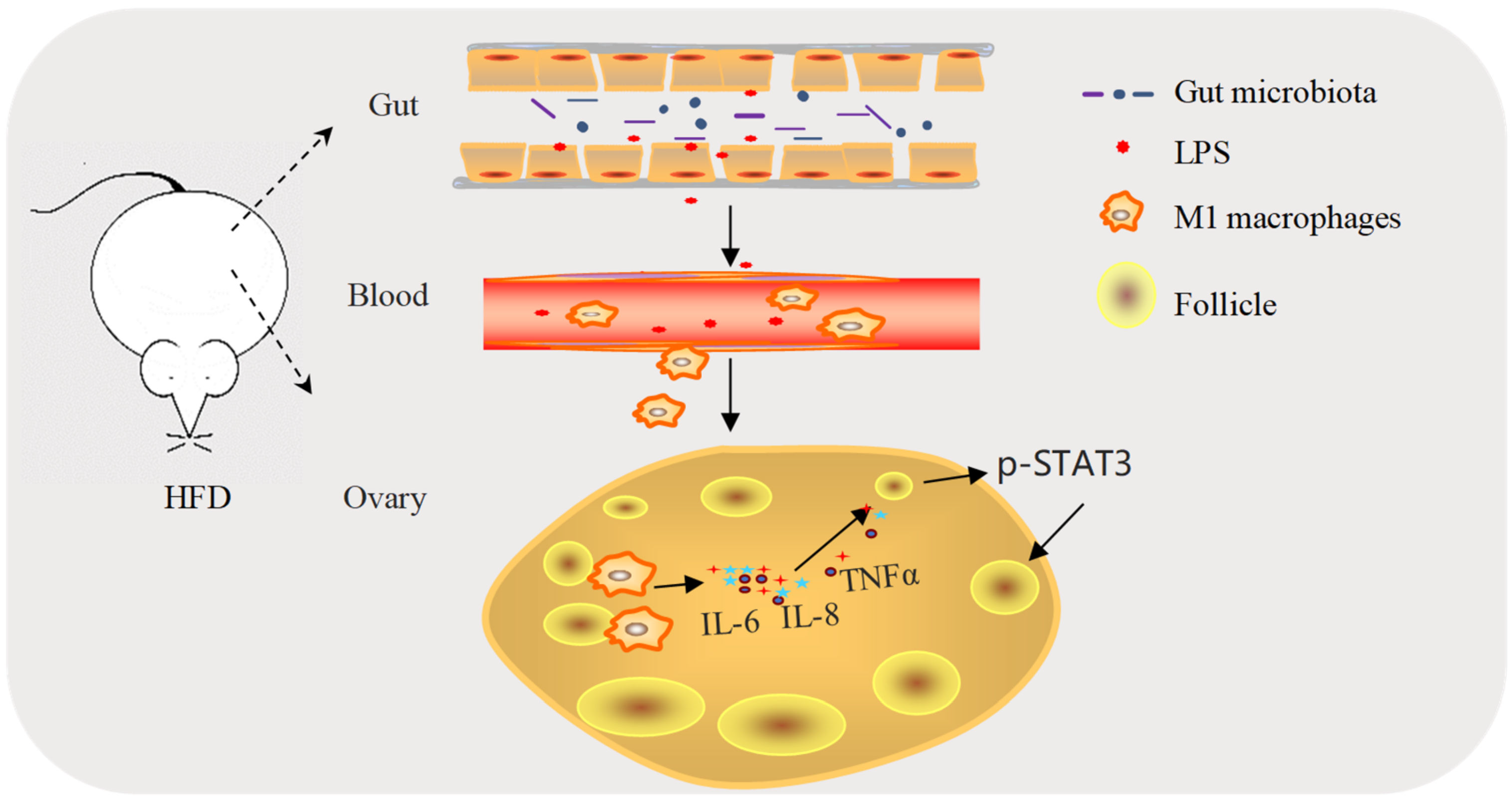 Ijms 23 04797 g008 Ijms 23 04797 g008