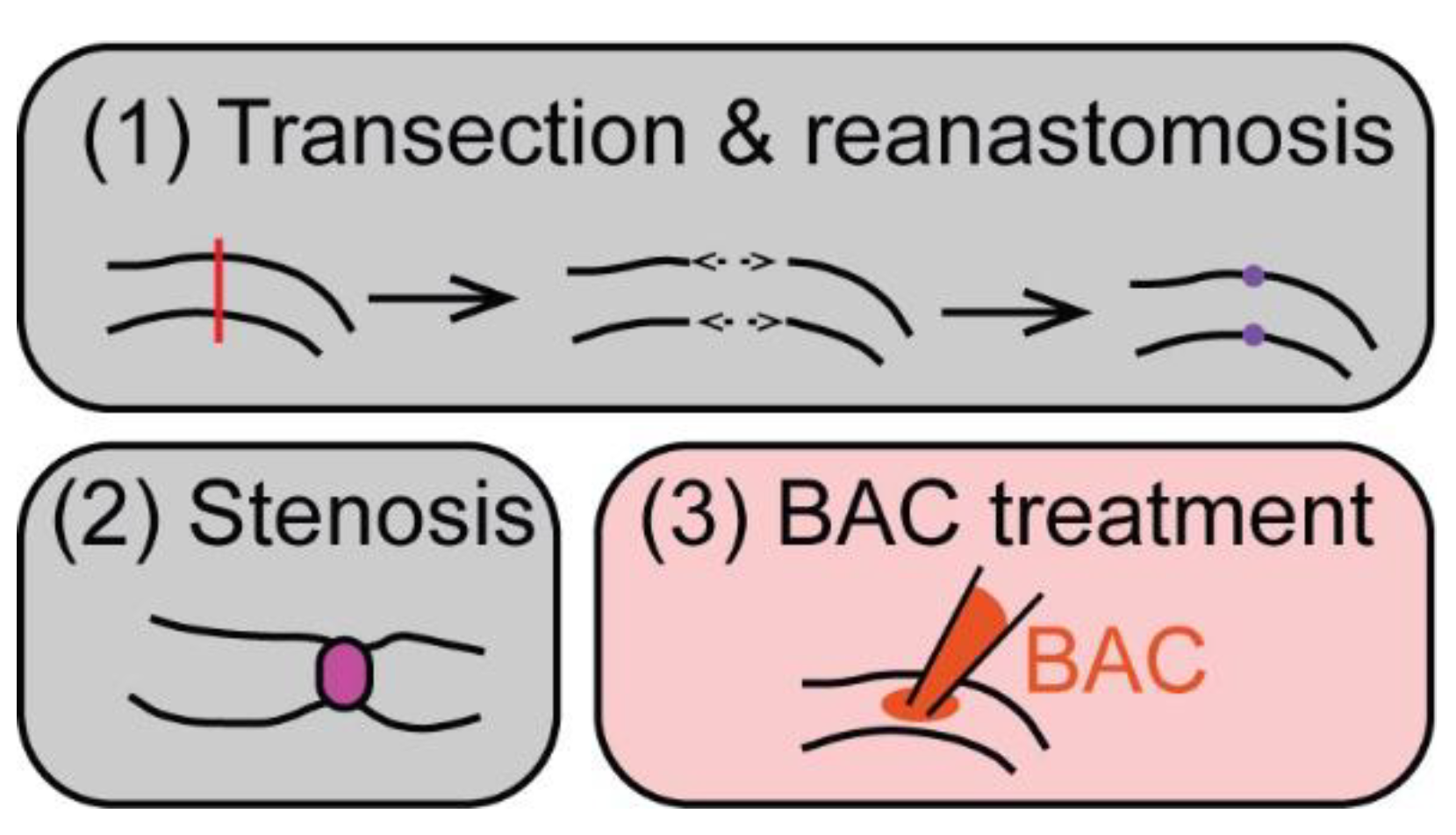 Ijms 23 04799 g002 Ijms 23 04799 g002
