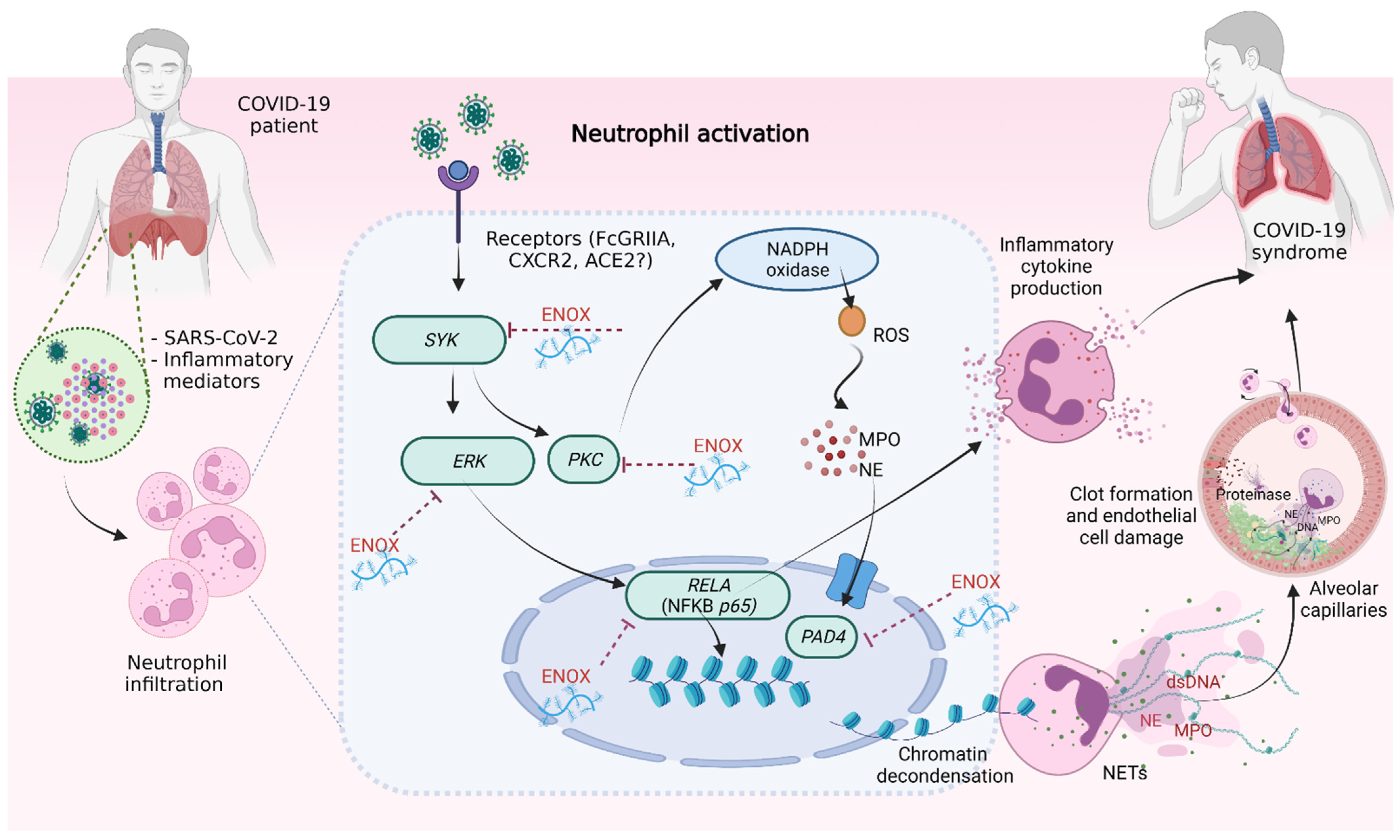 Ijms 23 04805 g004 550