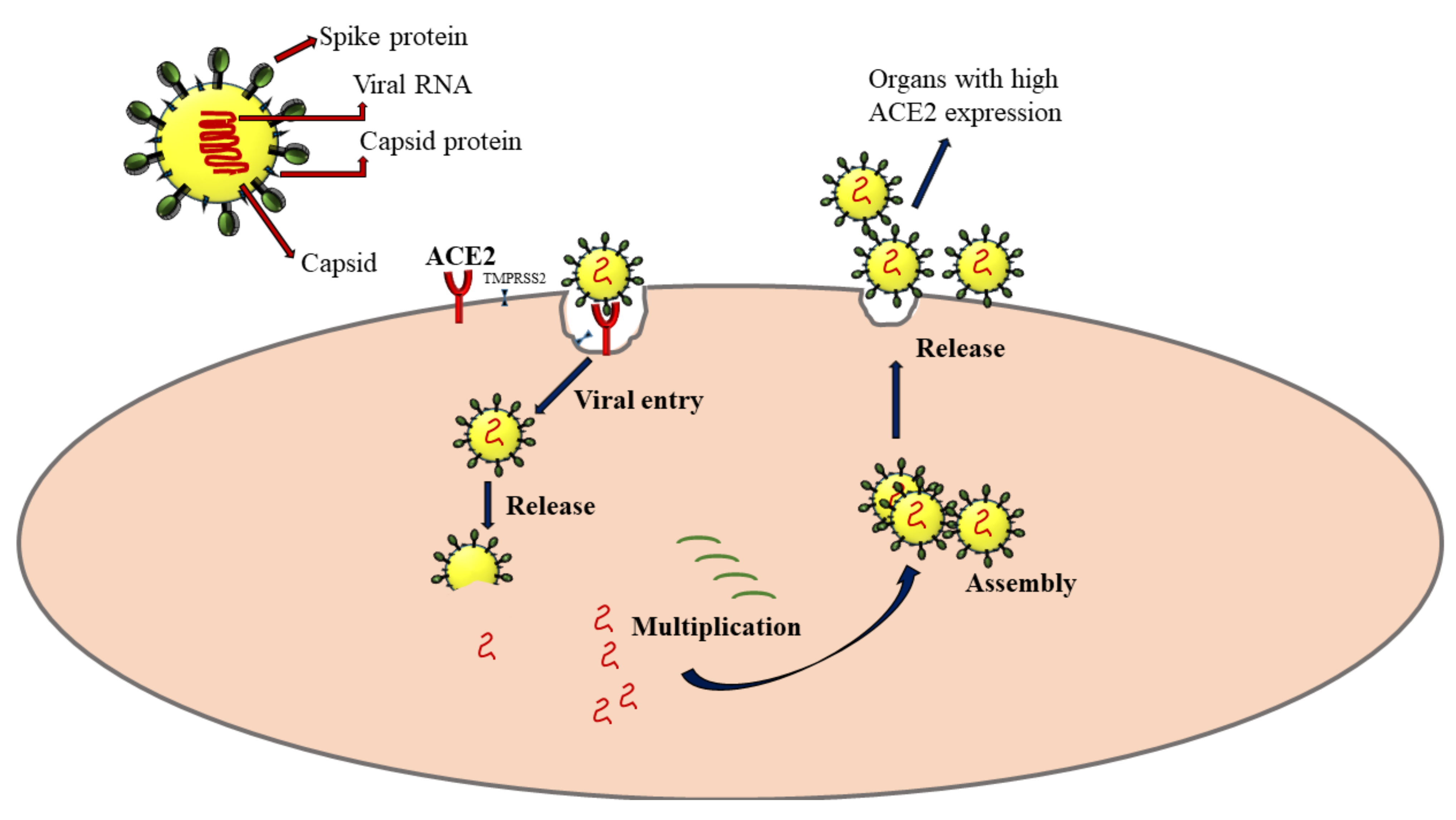 Ijms 23 04809 g002 550