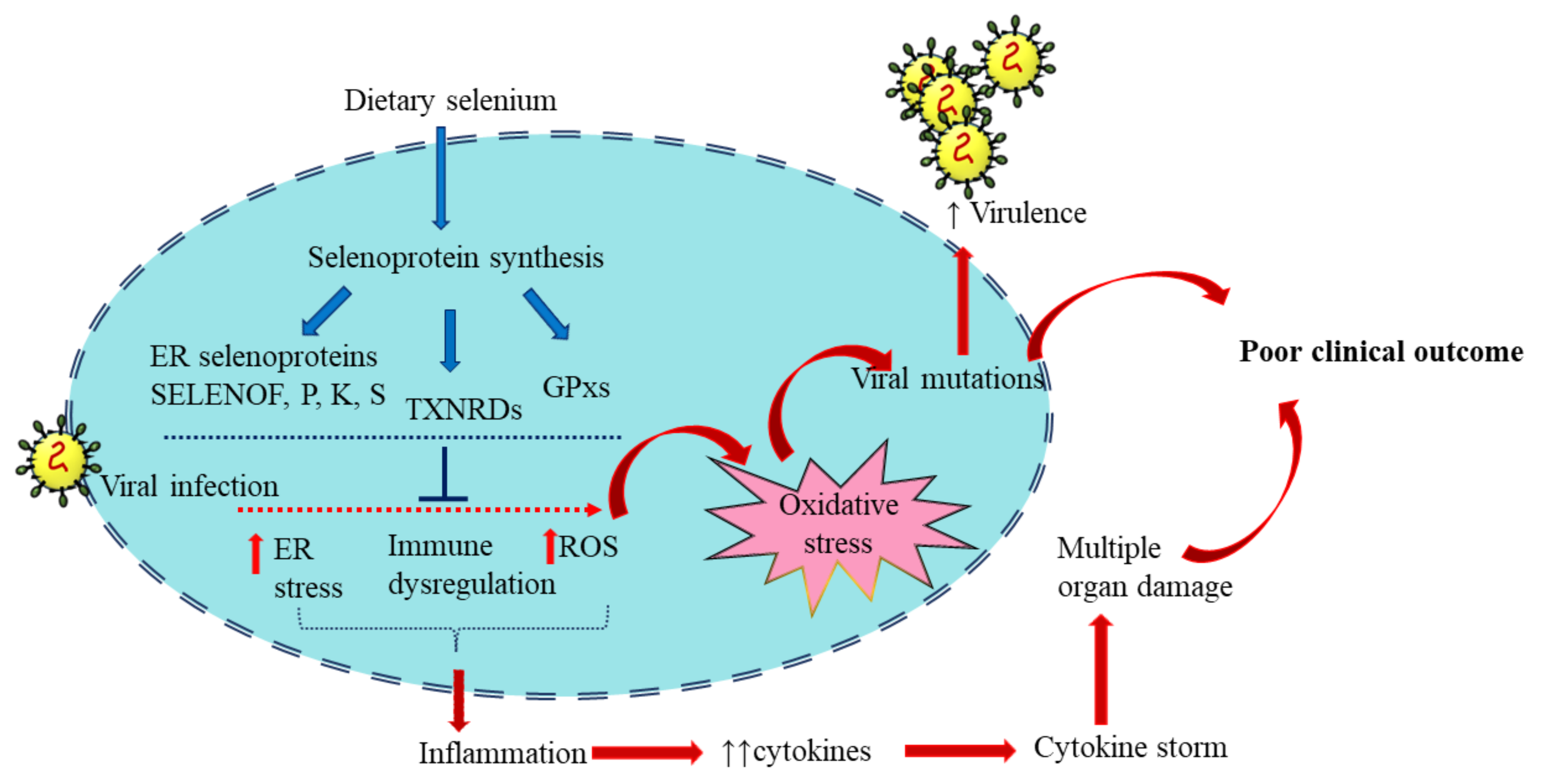 Ijms 23 04809 g003 550