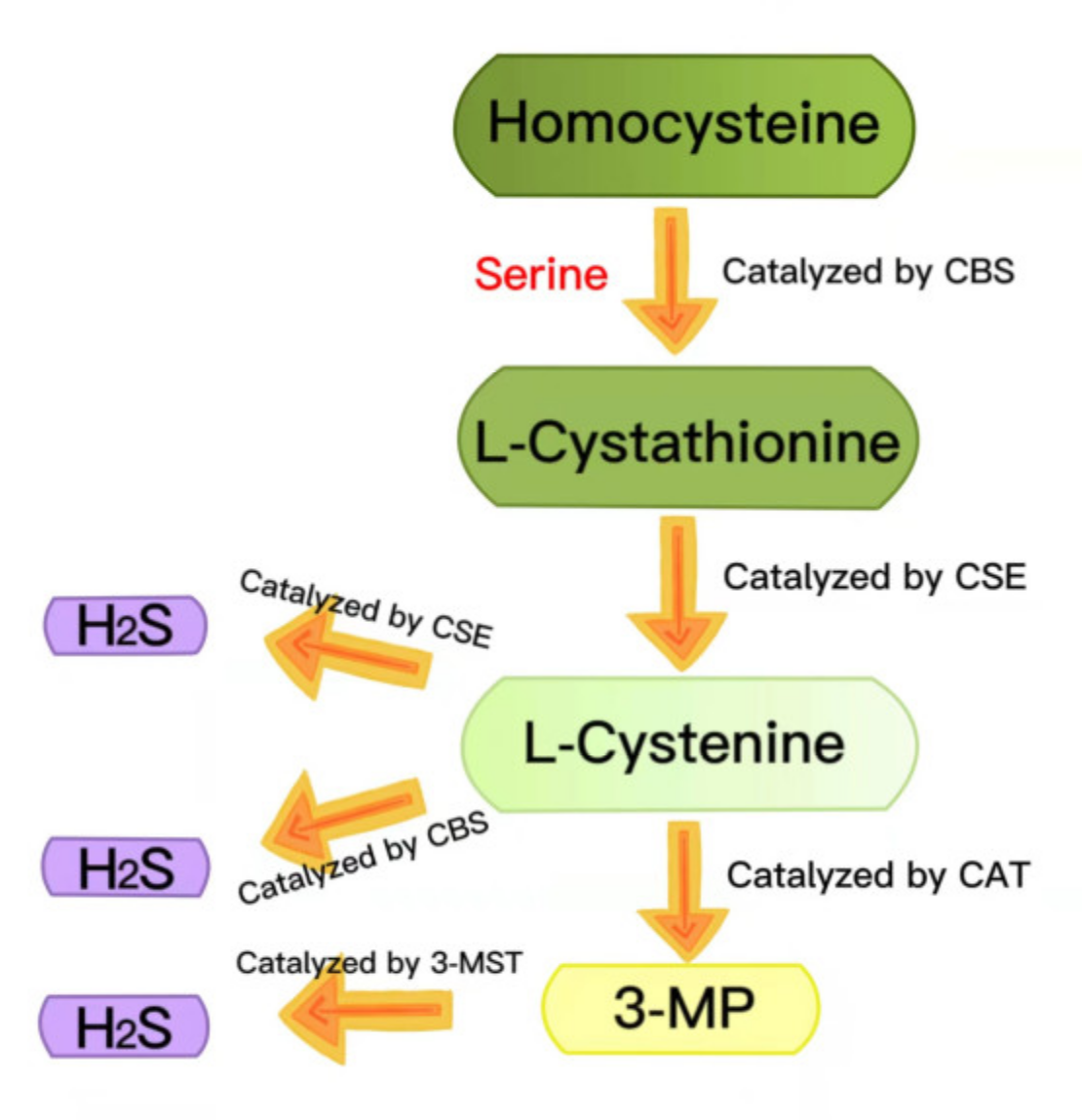 Ijms 23 04818 g002 550