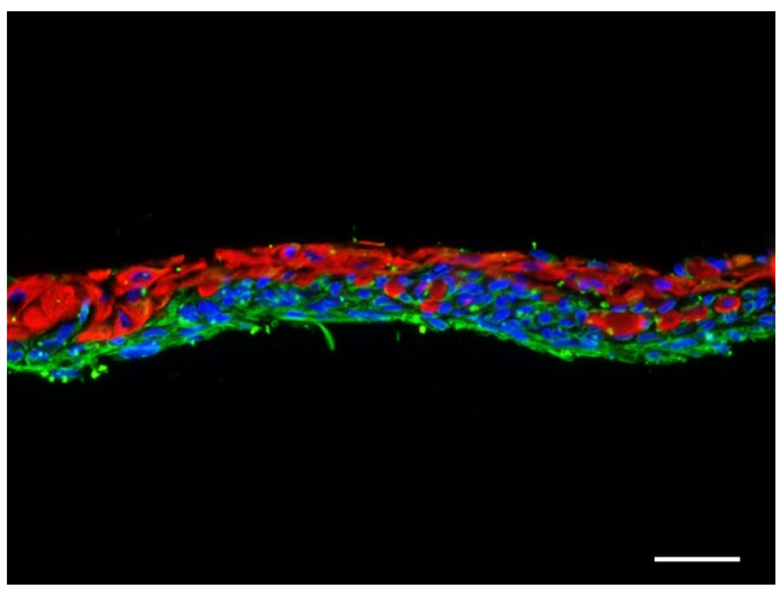 Ijms 23 04837 g002 550