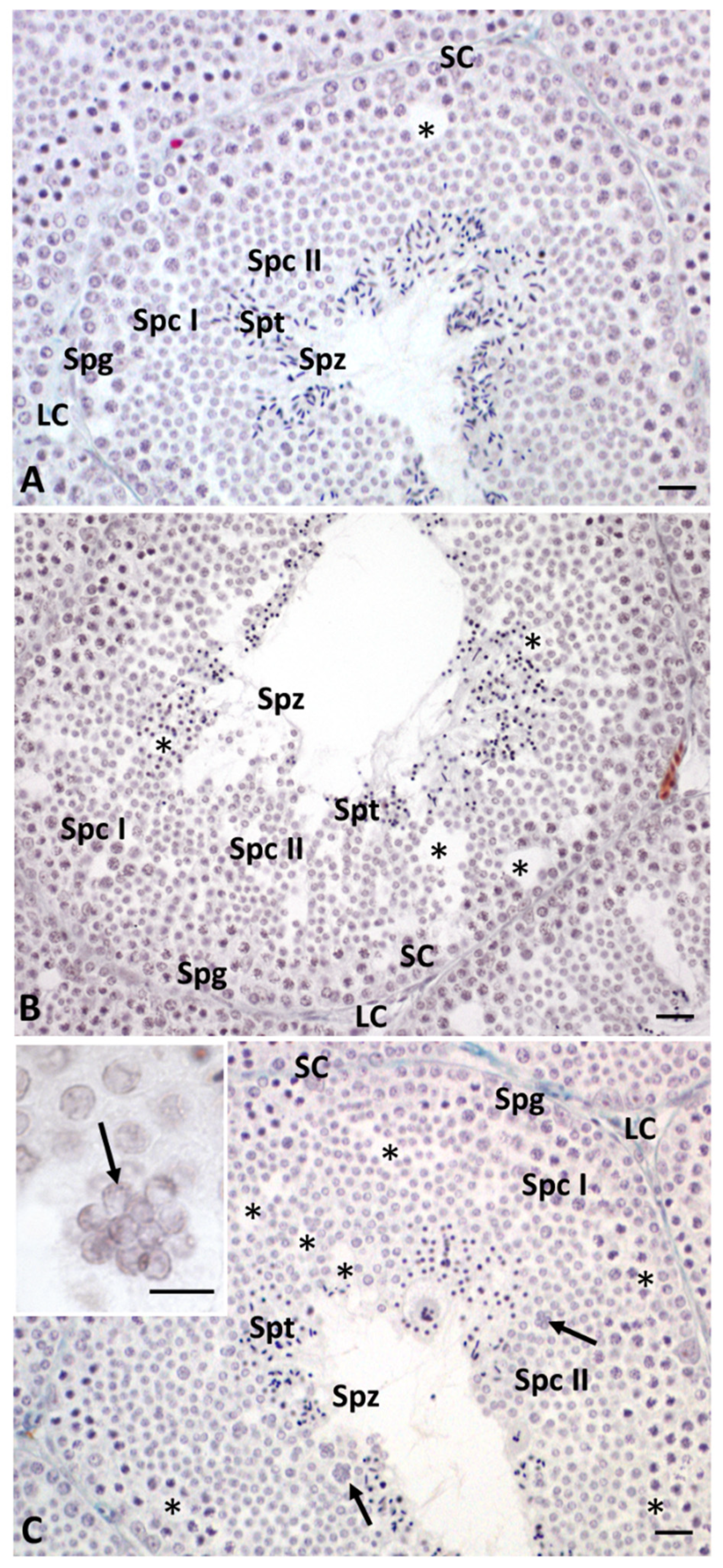 Ijms 23 04850 g001 550