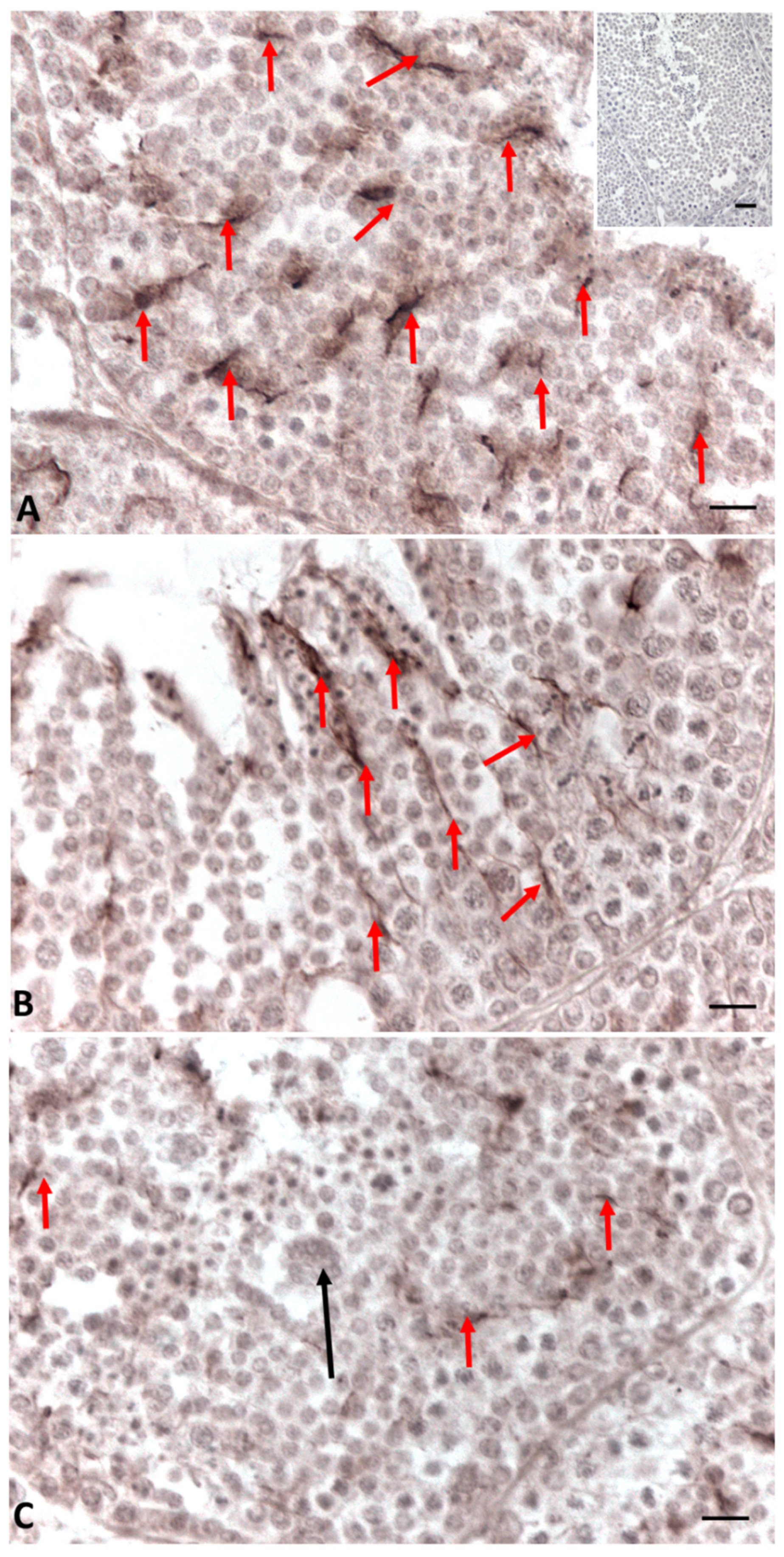 Ijms 23 04850 g004 550