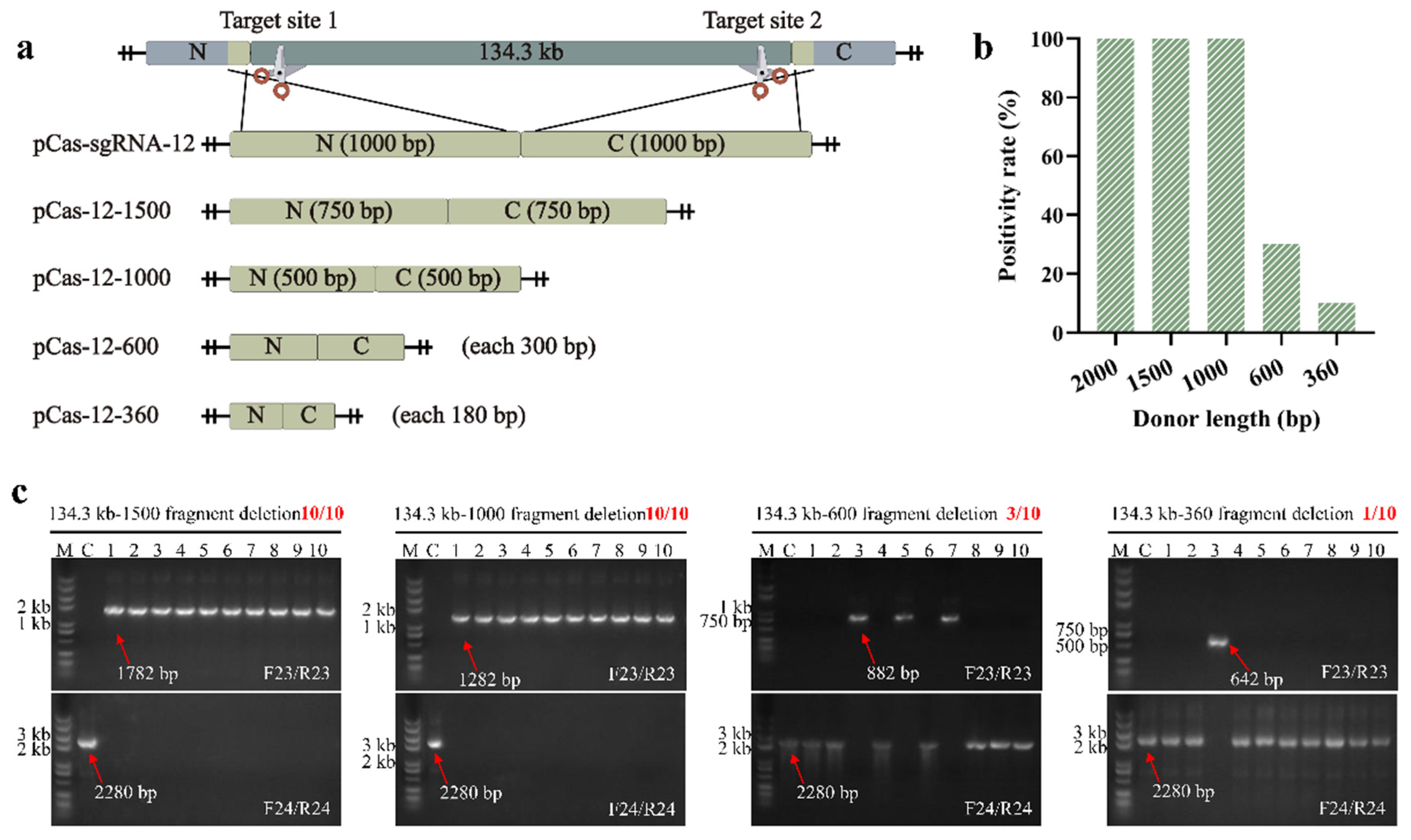 Efficient Large-Scale and Scarless Genome Engineering