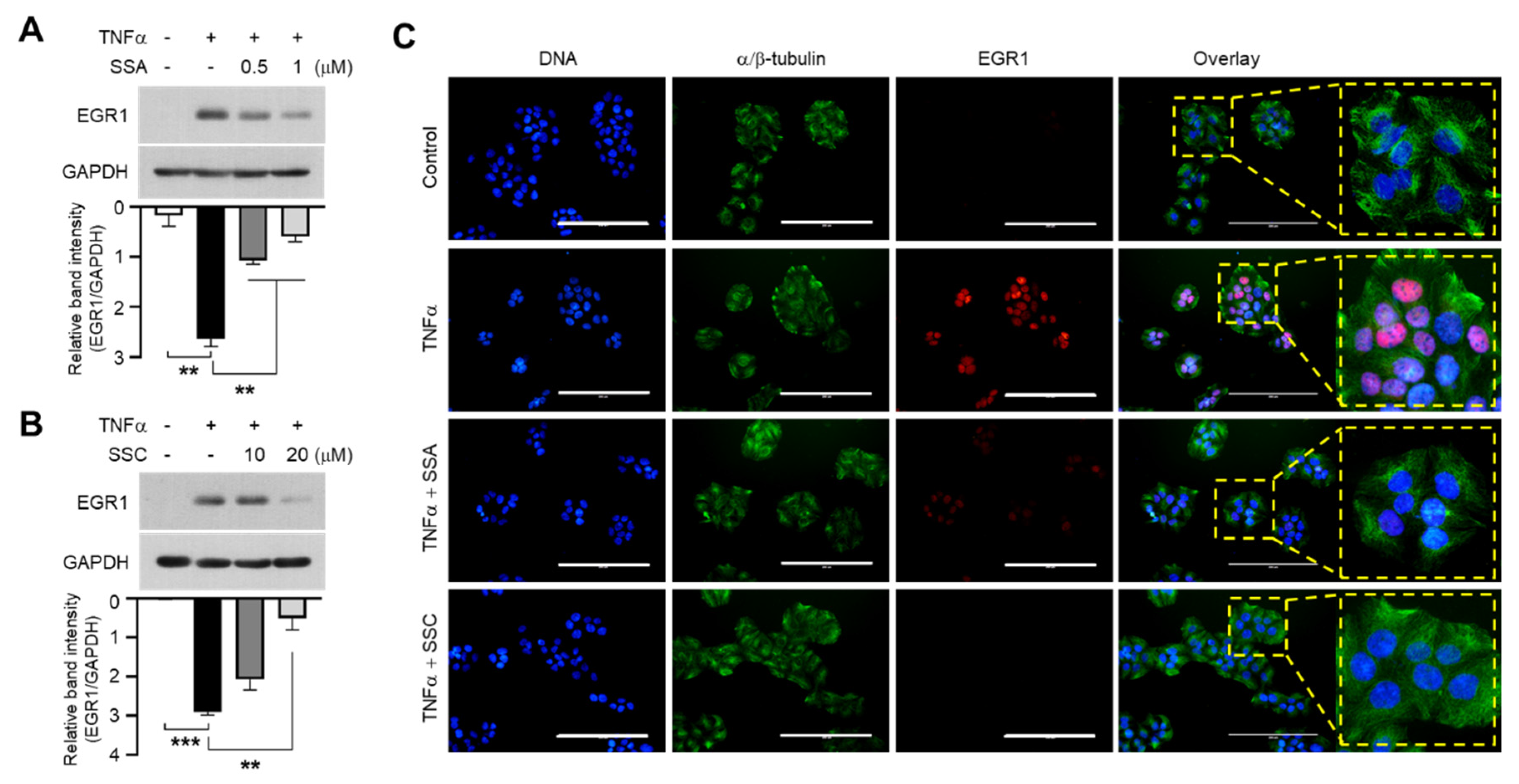 Ijms 23 04857 g005 550