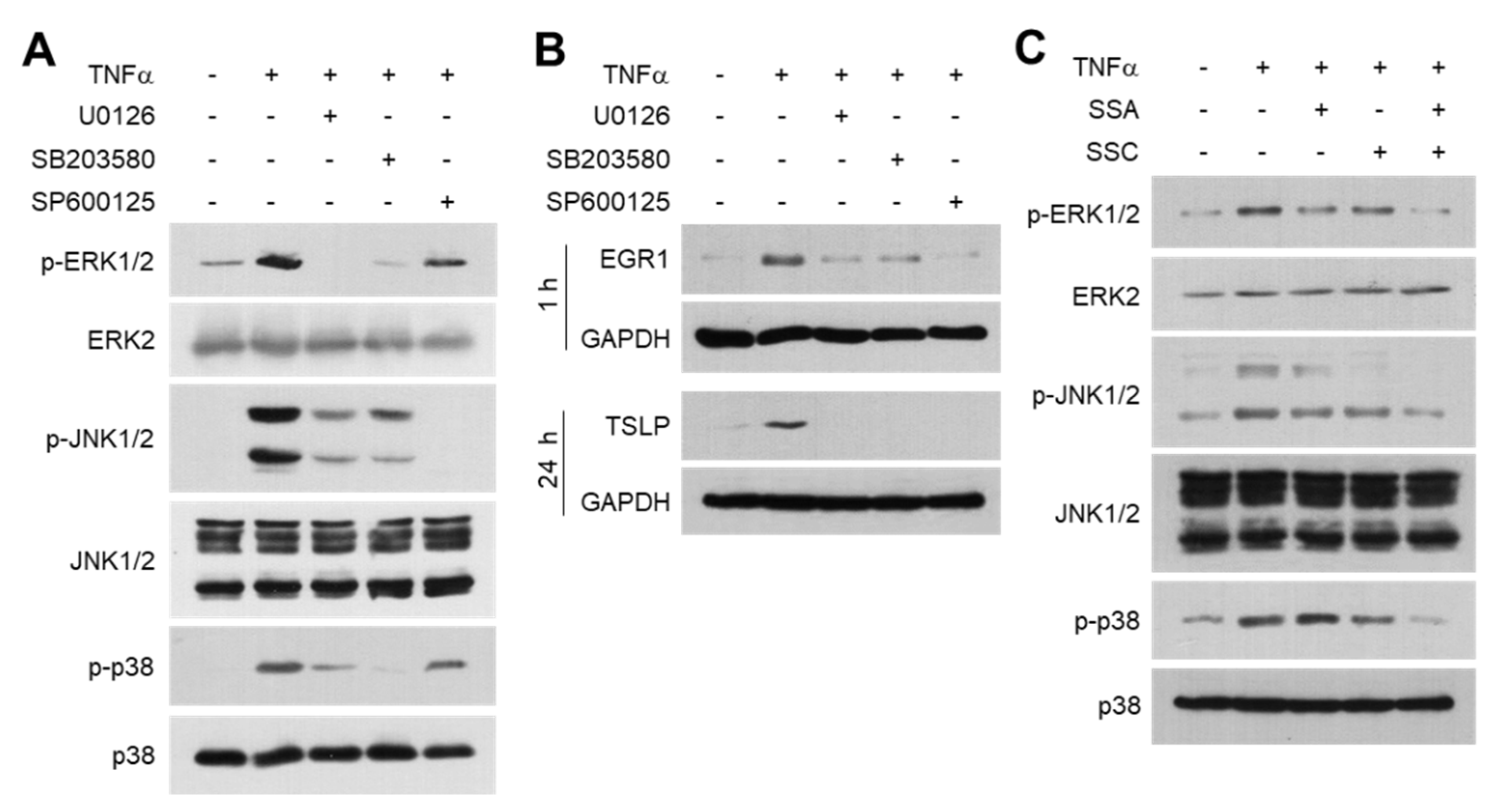 Ijms 23 04857 g007 550