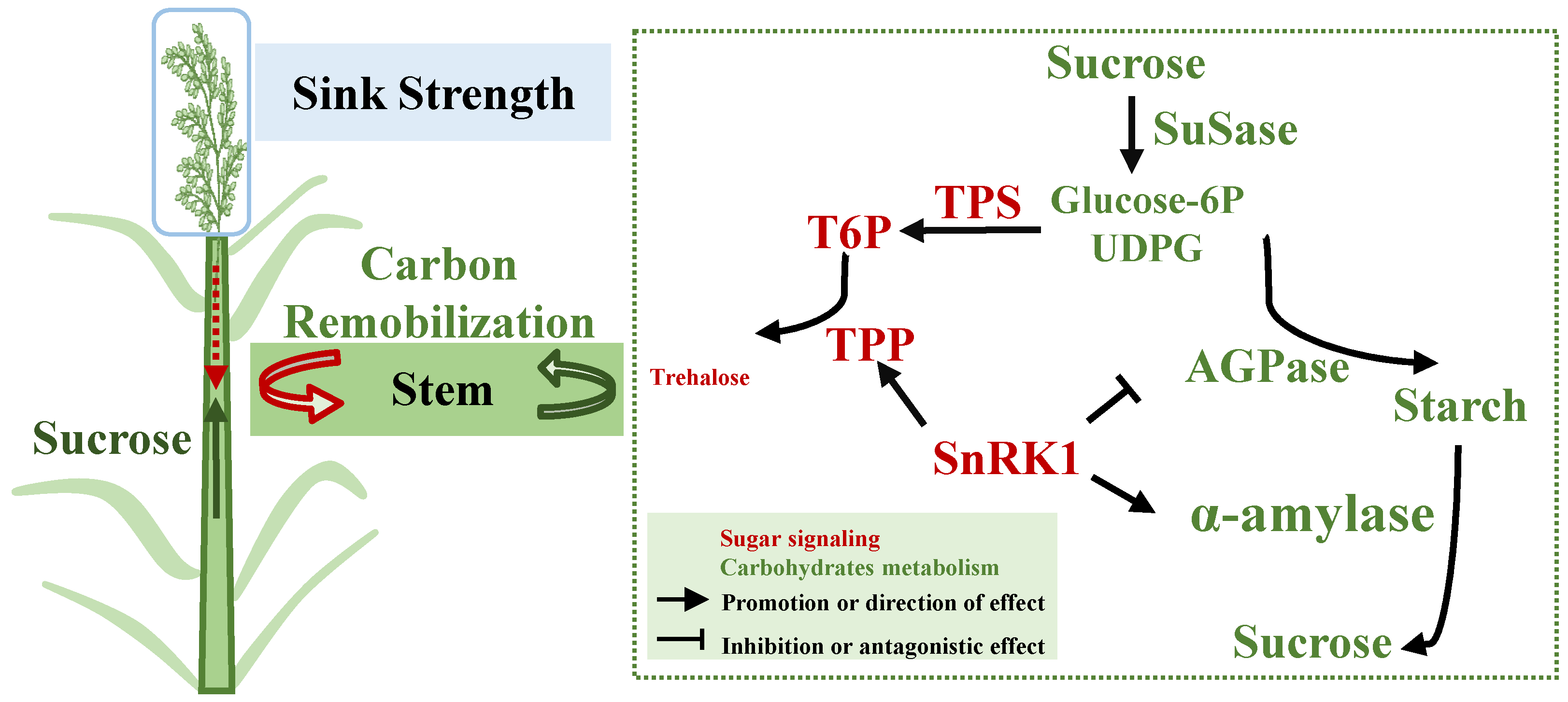 Ijms 23 04864 g006 550