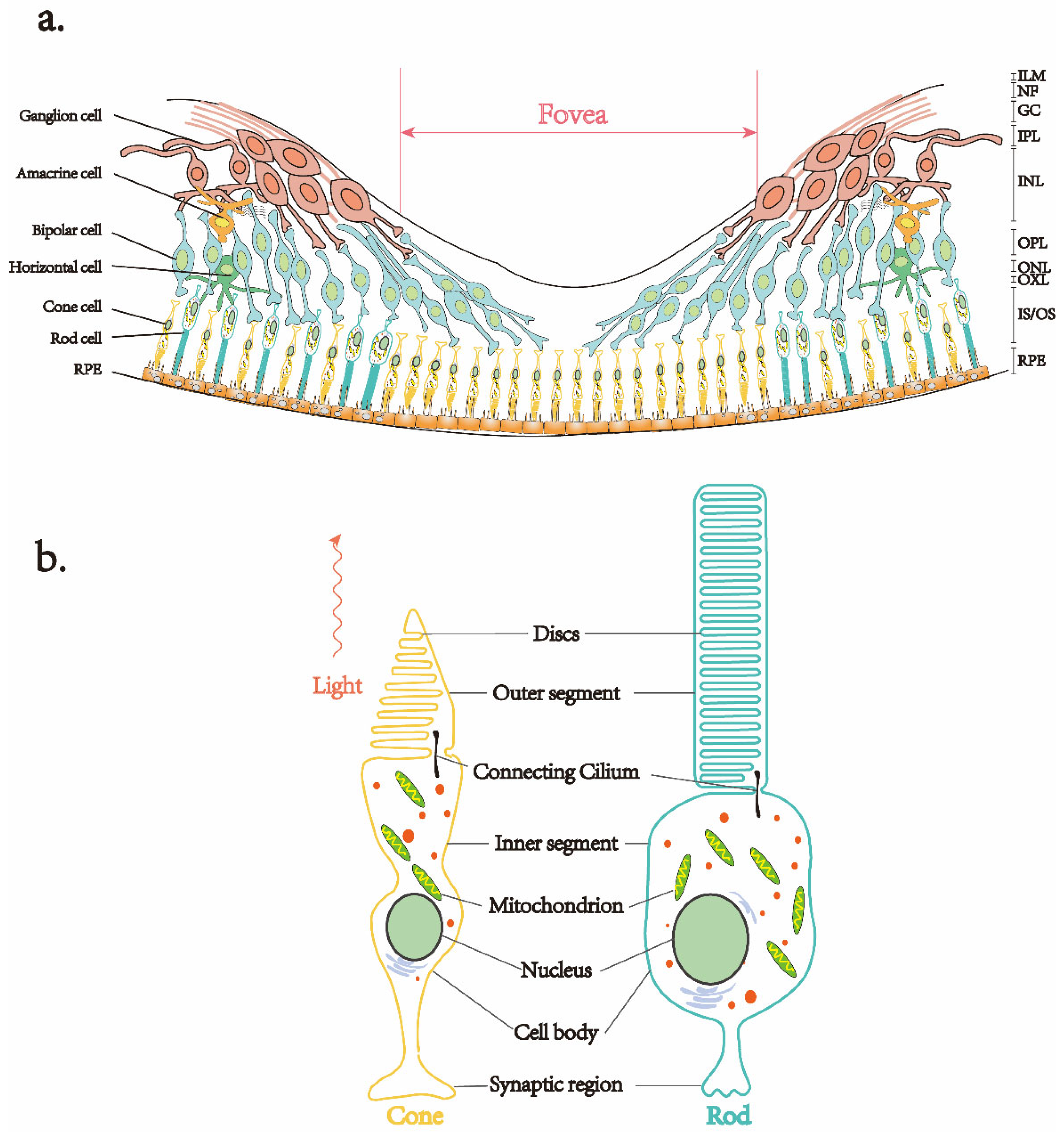 | Full-Text | Retinitis Pigmentosa: Progress in Molecular Pathology and Biotherapeutical Strategies