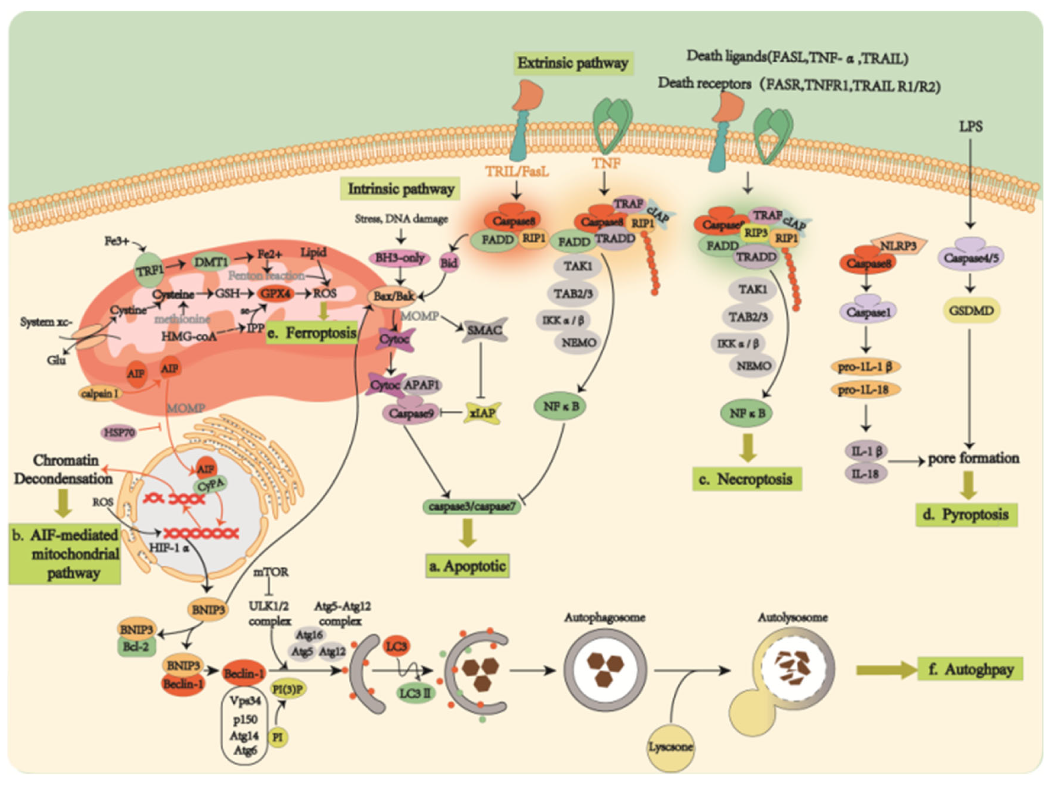 Ijms 23 04883 g003 Ijms 23 04883 g003
