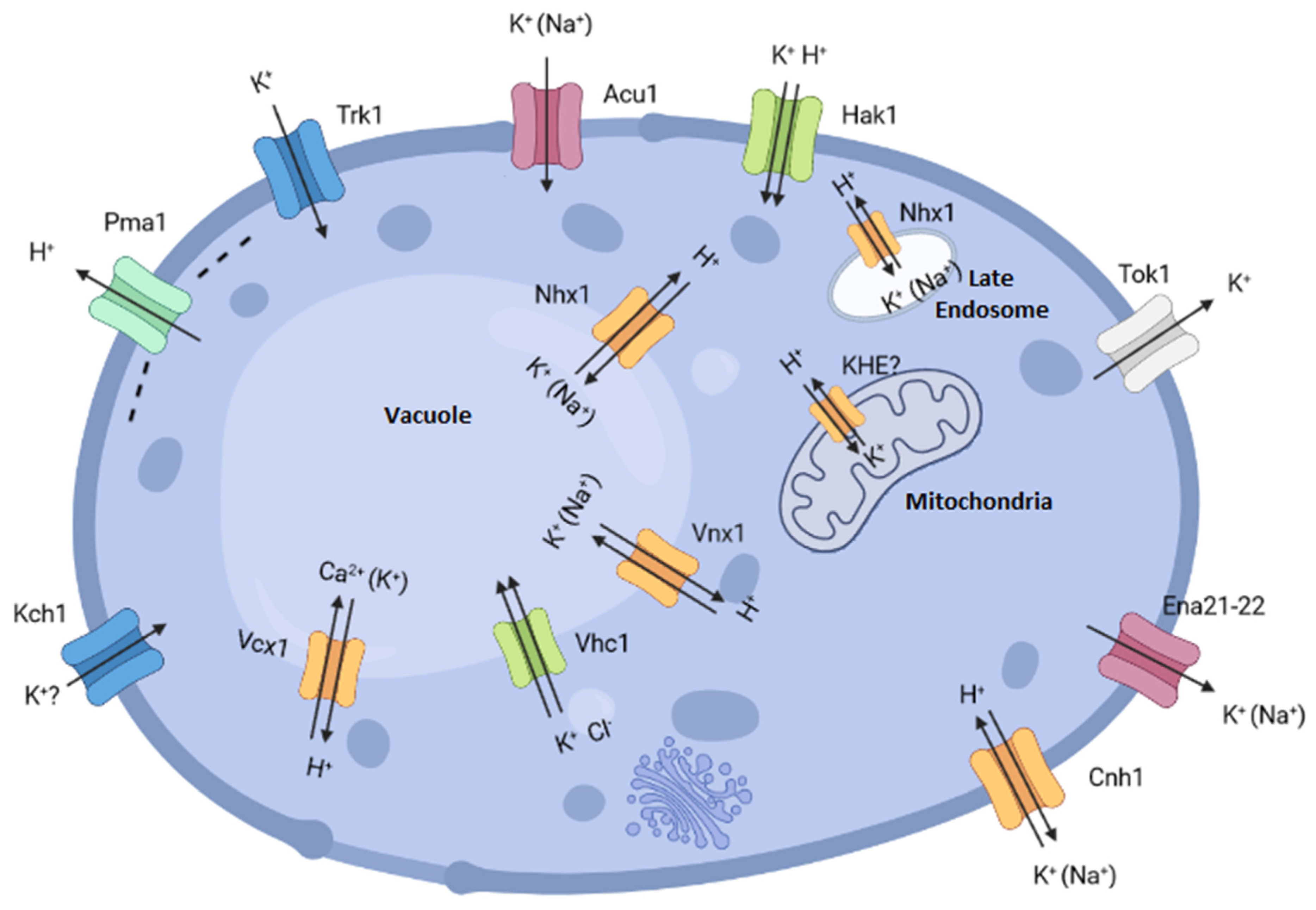 Ijms 23 04884 g001 Ijms 23 04884 g001