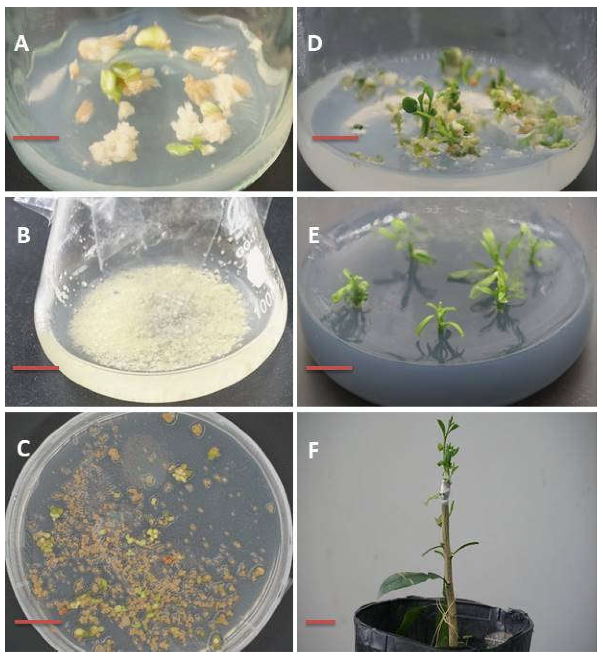 Ijms 23 04889 g005 550